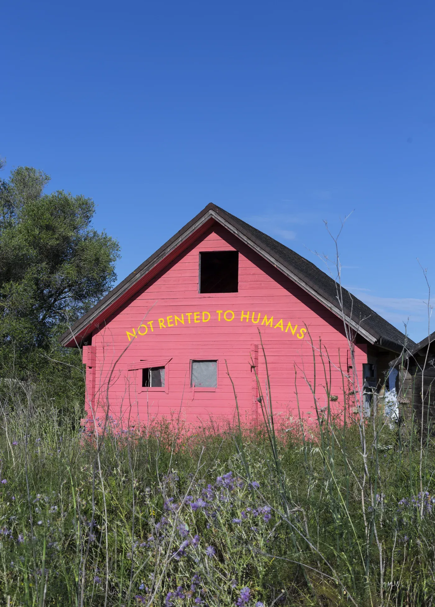 artist grip face - Pink wooden house with yellow text that reads Not Rented to Humans, created as a site specific intervention by Grip Face in Mura, surrounded by tall grass and wildflowers under a clear blue sky