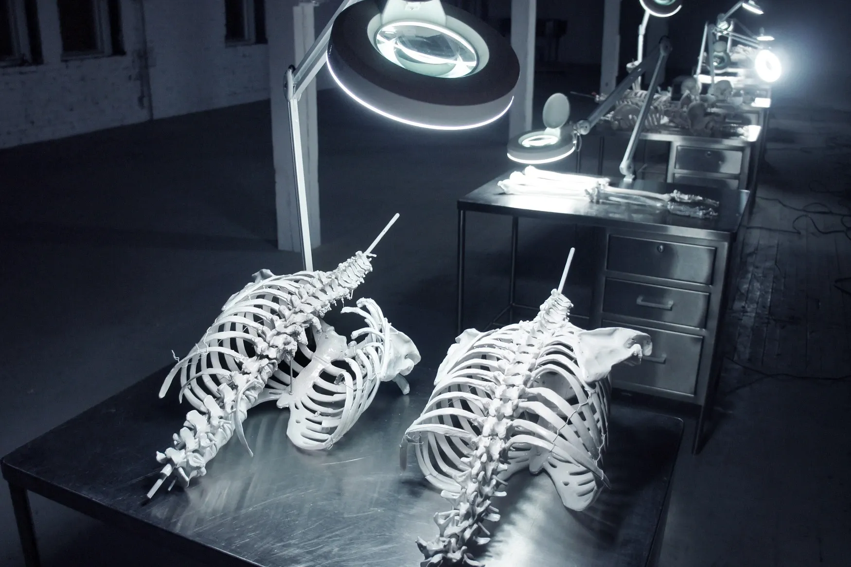 Andreas R Andersson:  Sculptural installation with animal skeleton structures in clinical setting, Twin Studies, Omaha 2017, Photo Andreas R Andersson