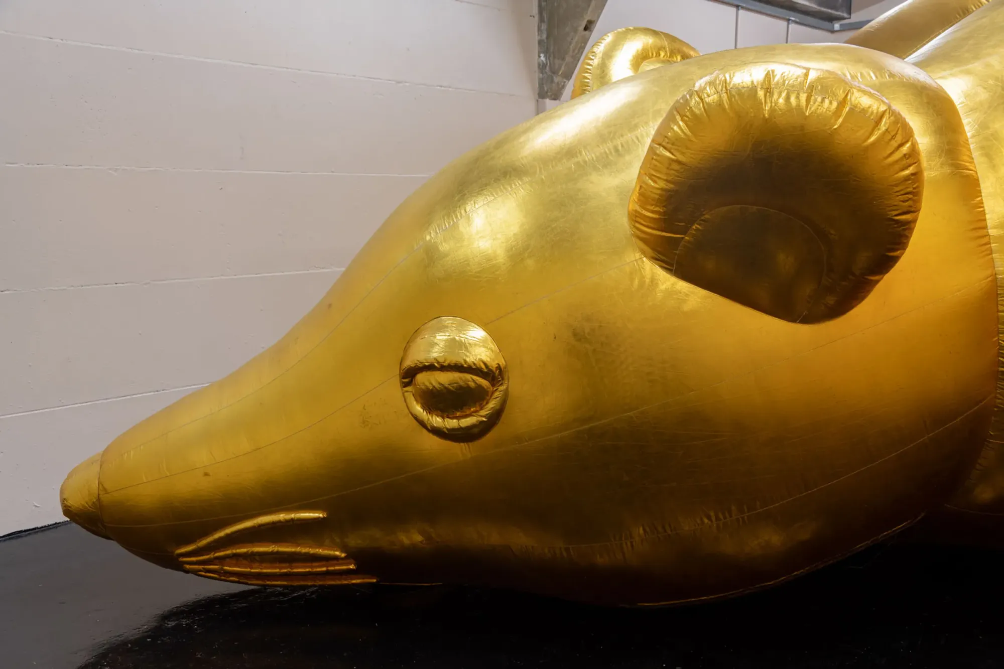 Esben Weile Kjær, Lions, exhibition detail with large gold inflatable rat sculpture inside gallery space, St. Chads Projects London
