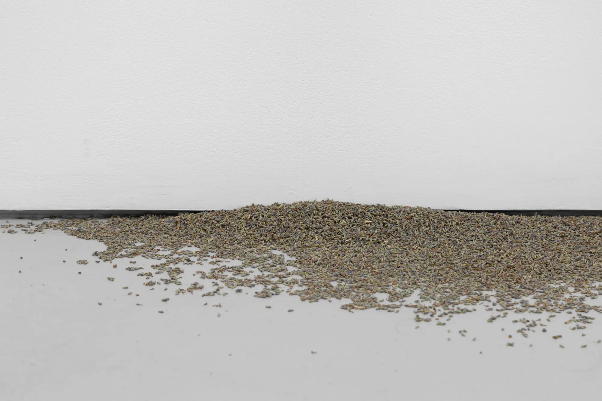 Lavender scattered across gallery floor as installation detail, Floryan Varennes Millefleurs at Xxijra Hii London