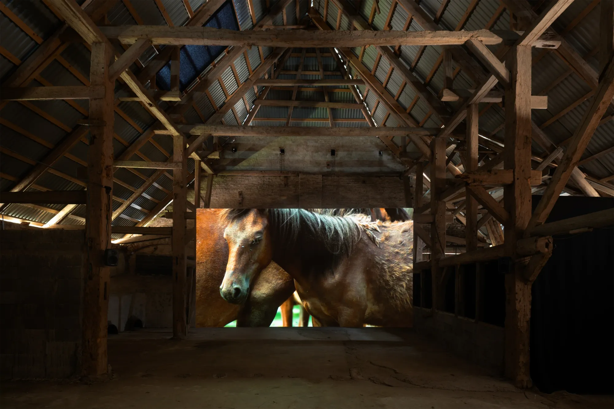 Installation view of Yalda Afsah’s exhibition Surge at Kunsthal Thy, Denmark, showing a large video projection of two horses standing close together inside a wooden barn with exposed beams and concrete floor.