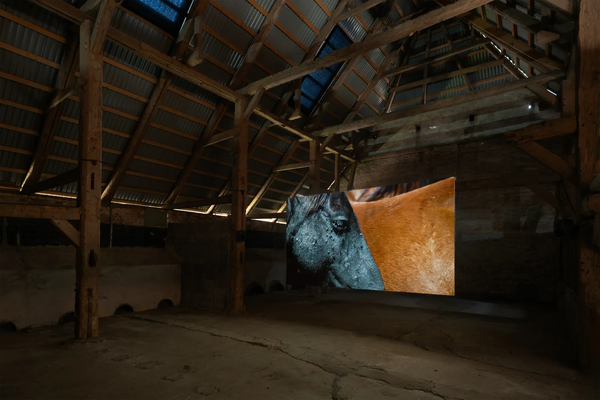 Installation view of Yalda Afsah’s exhibition Surge at Kunsthal Thy, Denmark, featuring a large video projection showing a close-up of a horse’s body inside a wooden barn with exposed beams and concrete floor.