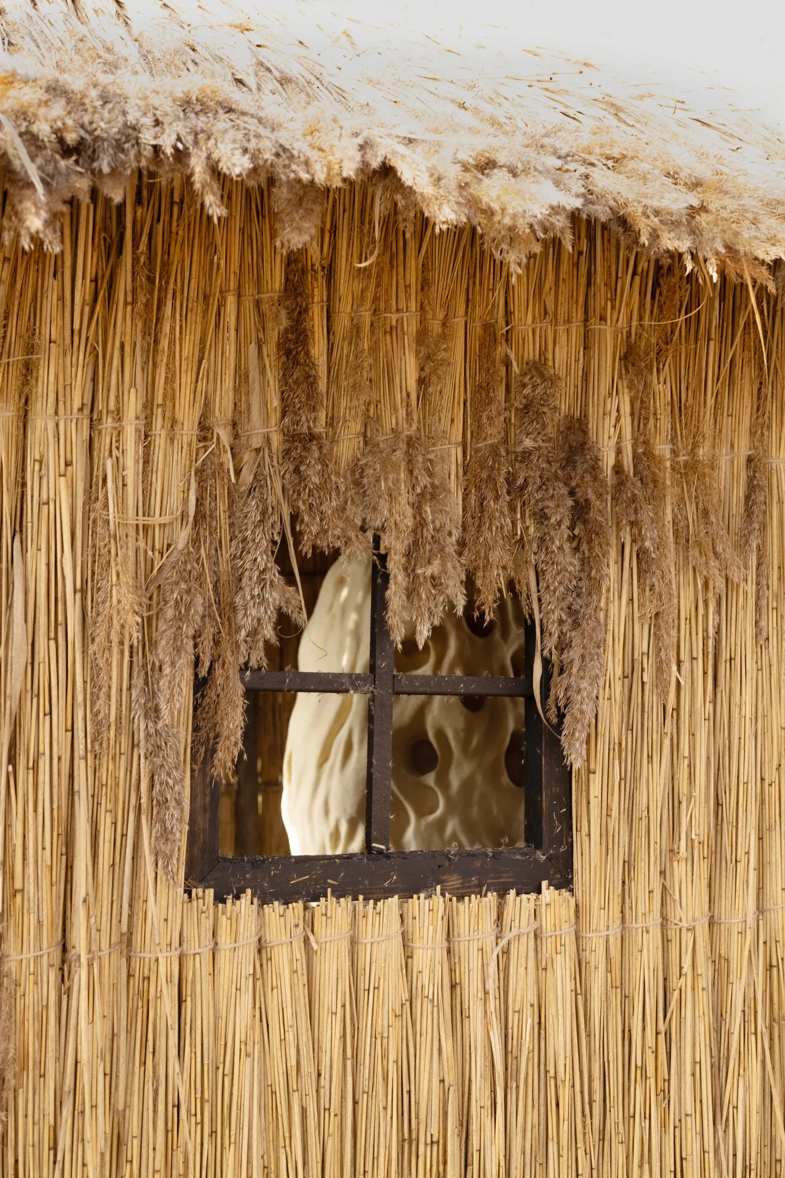 Olivia Rode Hvass, She listens but she can't speak, detail, Museet for Samtidskunst, Roskilde — dried reed flower heads hang in dense clusters across the black wooden window frame, partially veiling the dark interior.