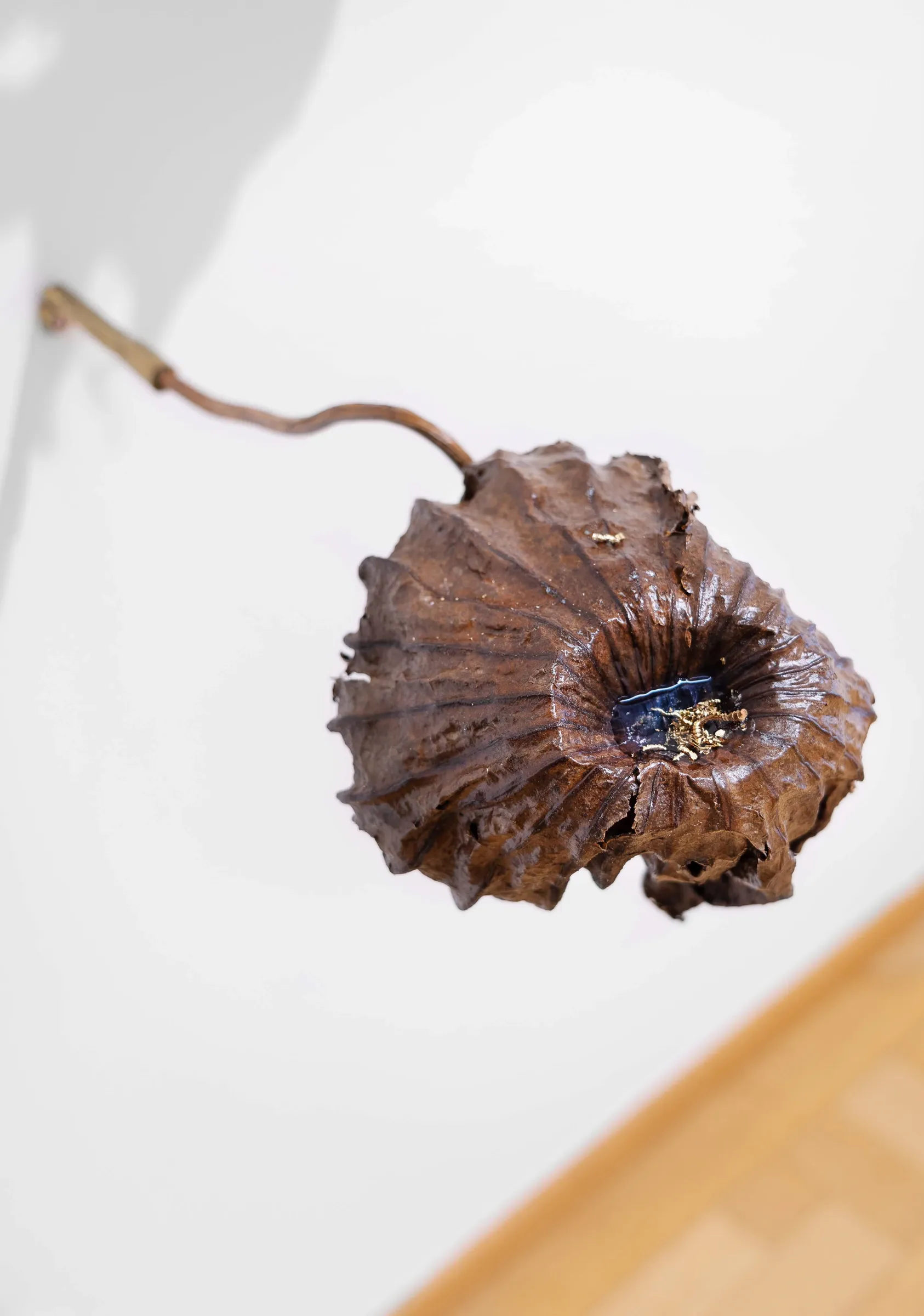 Kaja Clara Joo, 다시 : DASI, 2026, detail. Bronze-cast lotus seed pod, top view showing hollow cavity with traces of gold and blue pigment. Korean Culture Center Vienna.