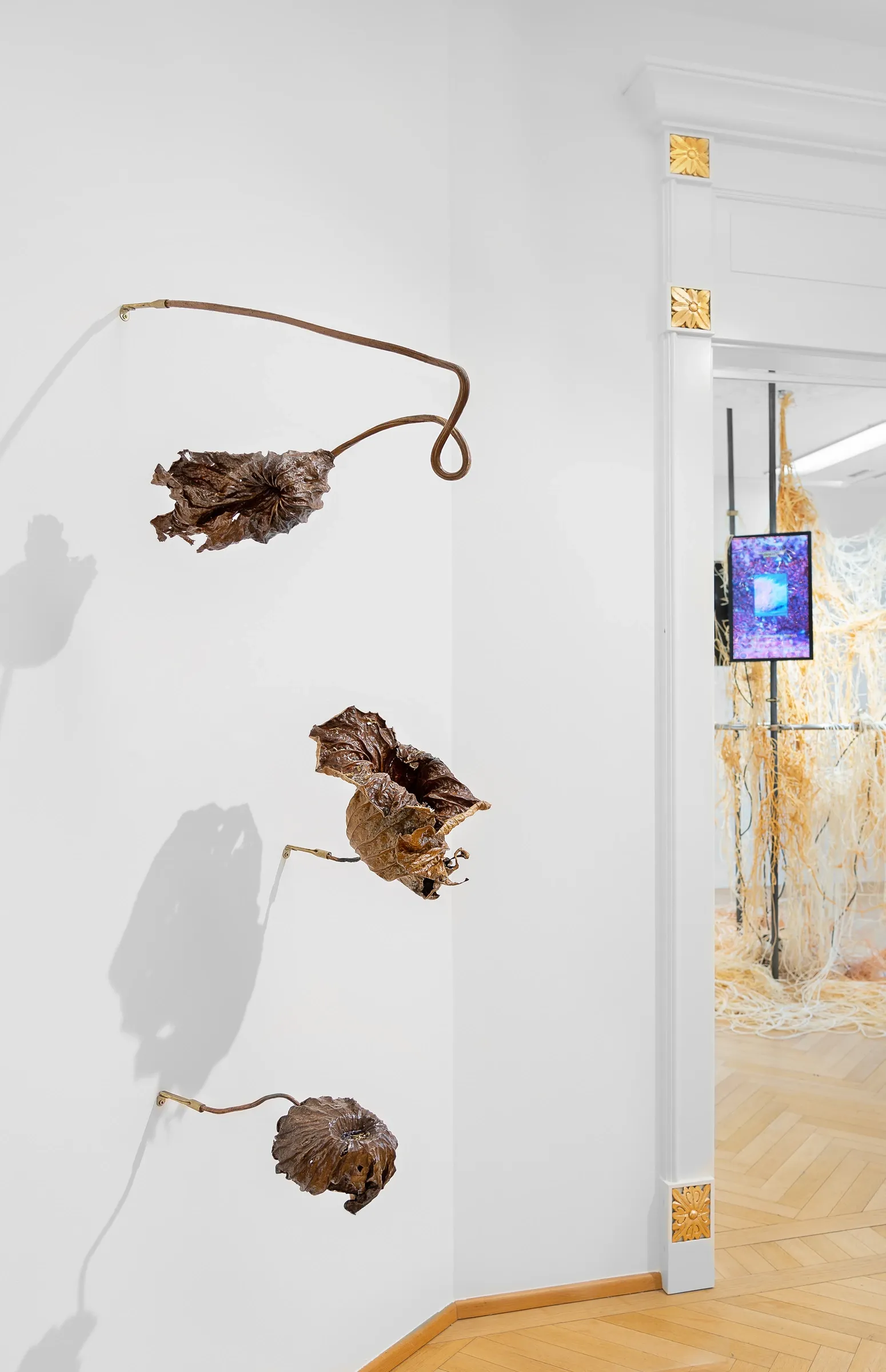 Kaja Clara Joo, 다시 : DASI, 2026, installation detail. Three bronze-cast lotus , seed pods on copper wire stems, wall-mounted. Latex installation visible through, doorway in background. Korean Culture Center Vienna.