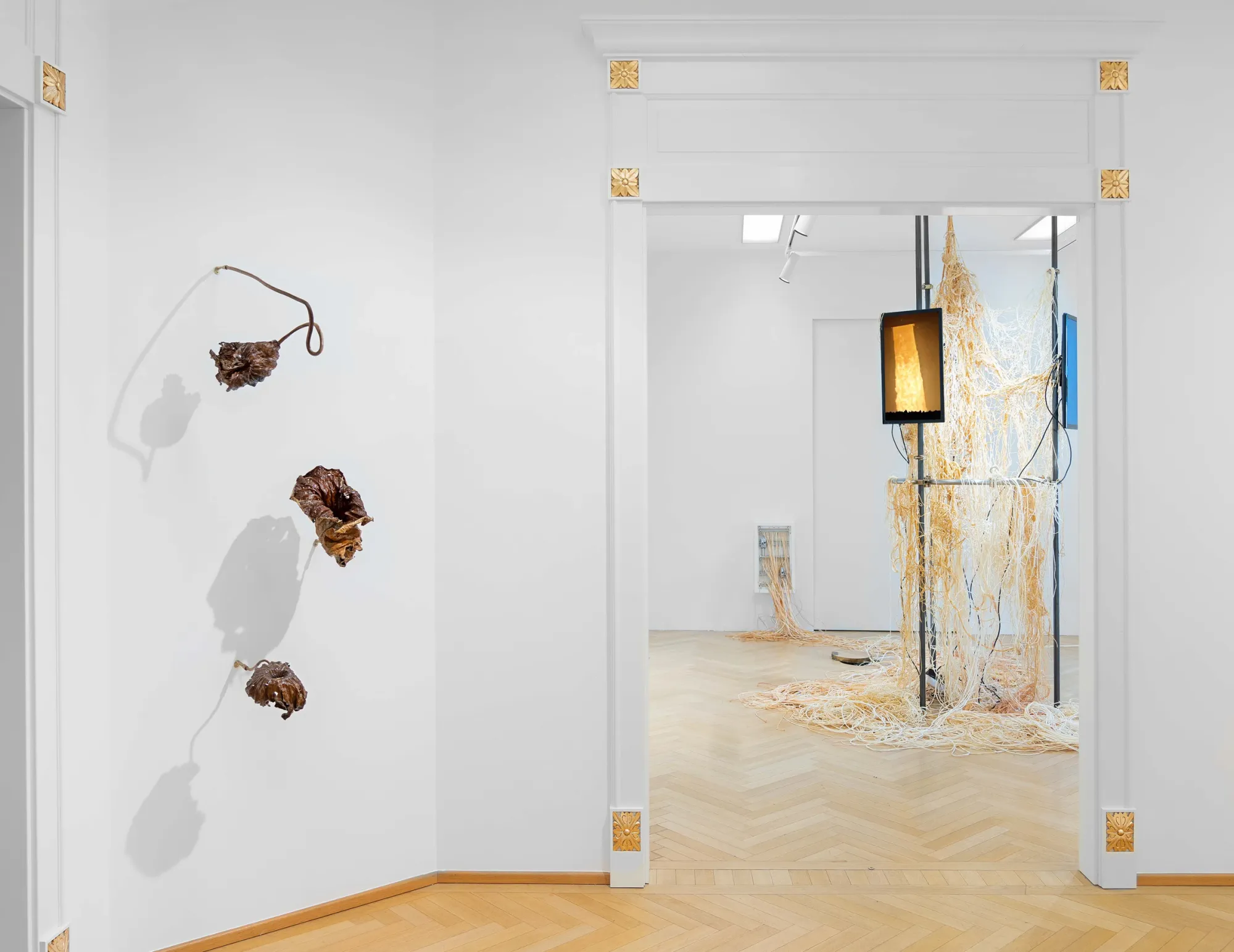 Kaja Clara Joo, 다시 : DASI, 2026, installation view. Three bronze-cast lotus seed pods on copper wire stems, wall-mounted left. Doorway to main installation room with steel scaffold, video monitor showing warm orange footage, and latex tubing. Korean Culture Center Vienna.