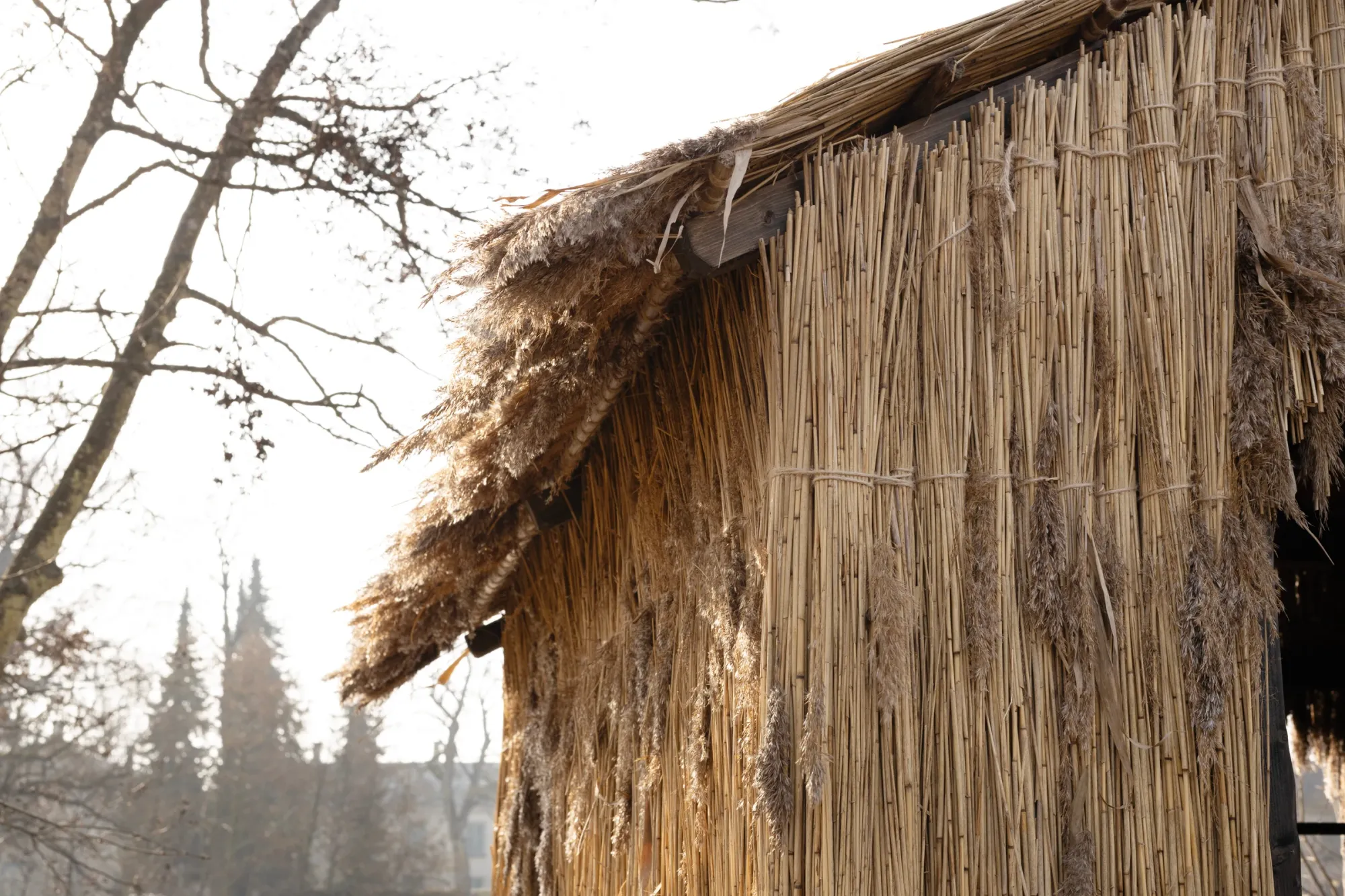 Olivia Rode Hvass, She listens but she can't speak, installation view, Museet for Samtidskunst, Roskilde — the reed house stands in the flooded shallows; the foam cocoon glows cream-yellow through the open arched entrance, native reeds clustered at the base.