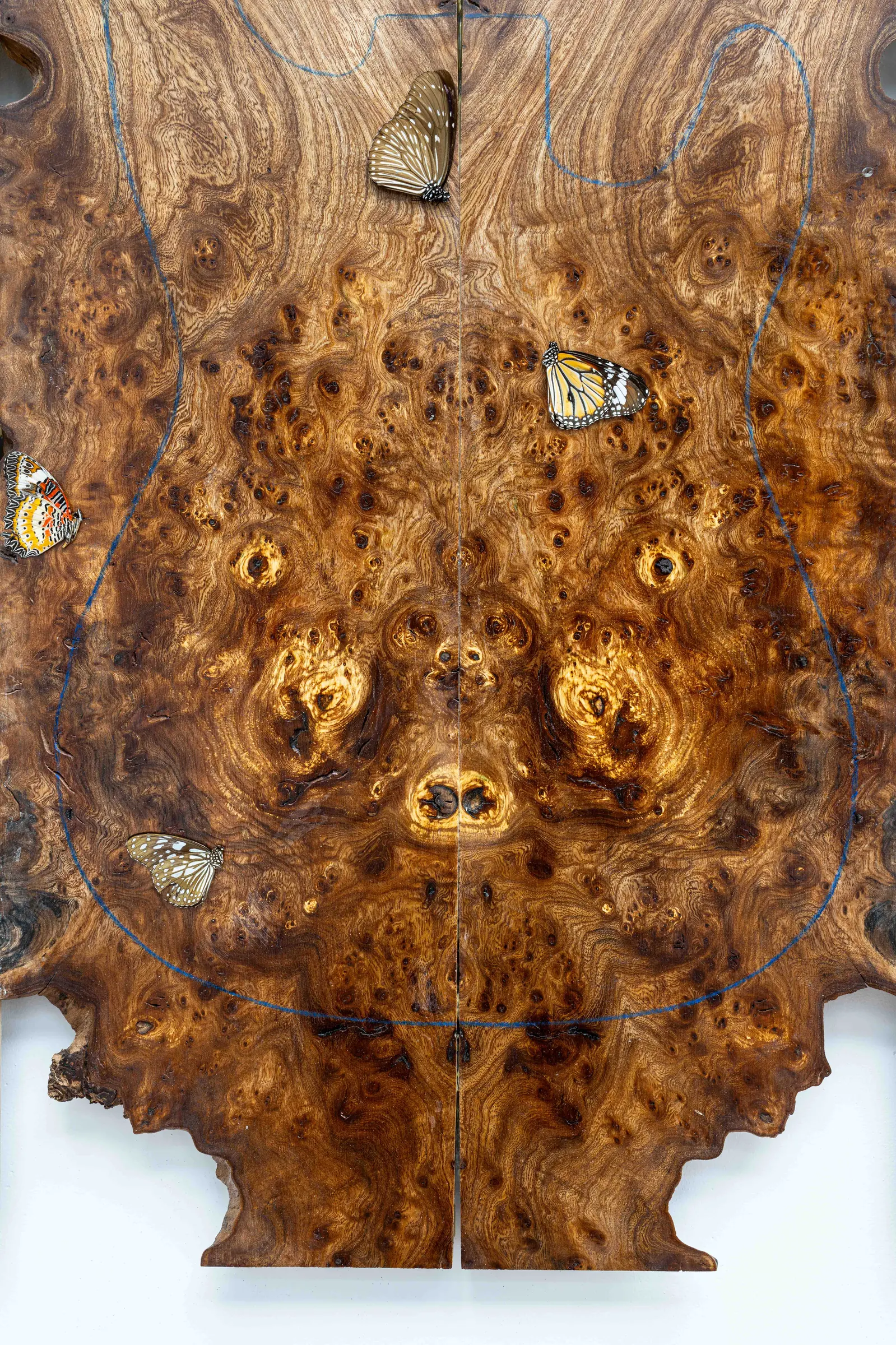 Joschua Yesni Arnaut, Times of Grace Neurosis, Galerie 3AP, Frankfurt, 2026, close-up of oiled burl wood with pinned butterflies and guitar body outlines