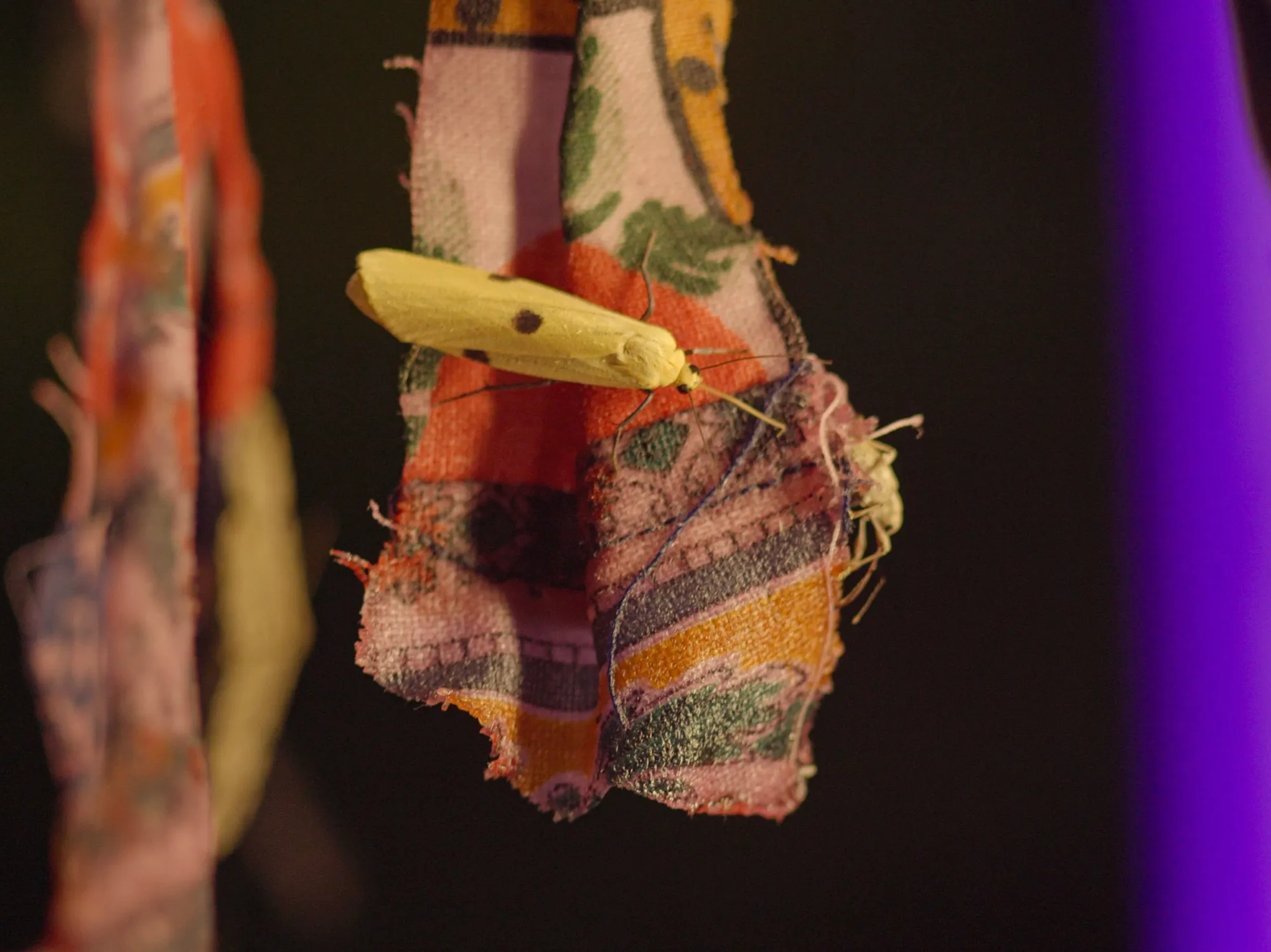 Laurynas Skeisgiela, Liump! Fitness?, Vartai Gallery, Vilnius, 2026, live moth resting on patterned curtain fabric under UV light