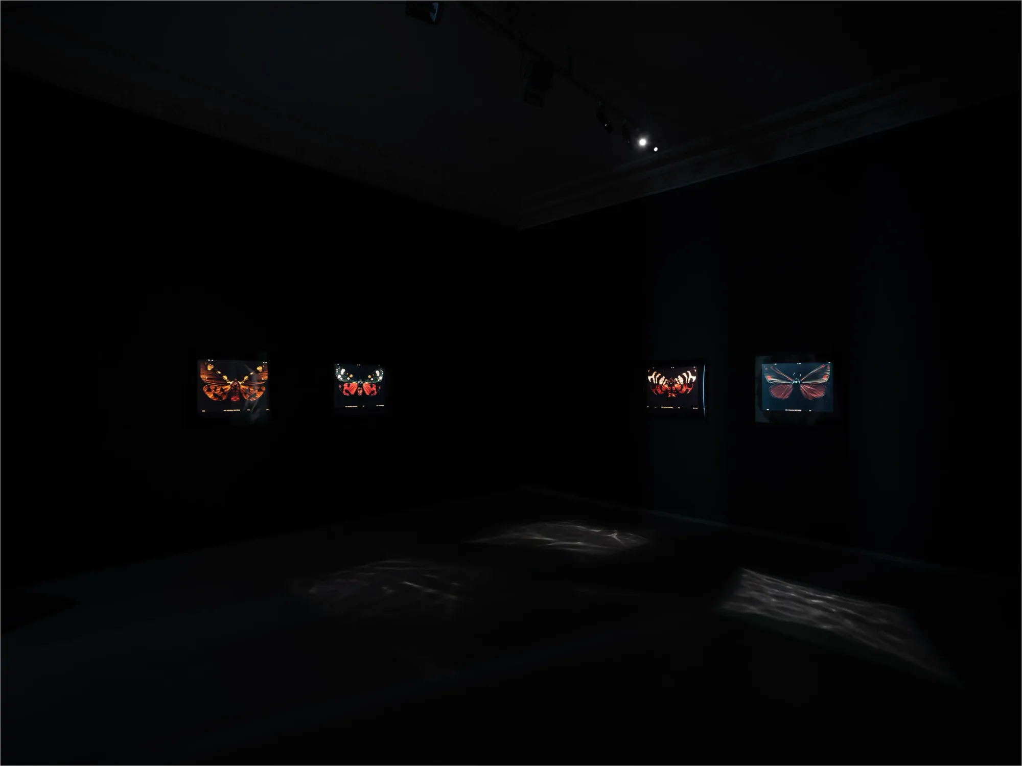 Laurynas Skeisgiela, Liump! Fitness?, Vartai Gallery, Vilnius, 2026, darkened room with four backlit moth C-prints on walls
