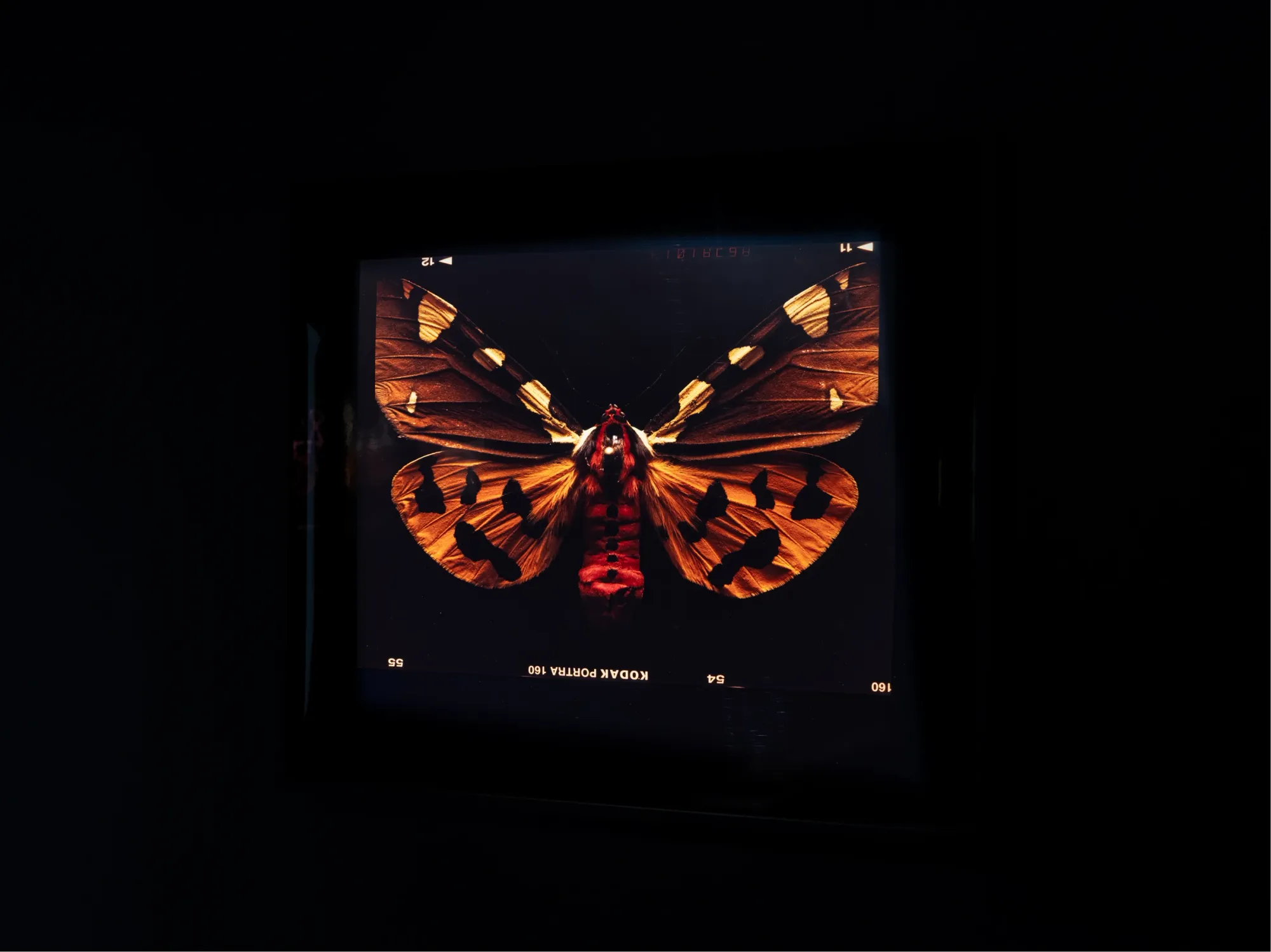 Laurynas Skeisgiela, Liump! Fitness?, Vartai Gallery, Vilnius, 2026, backlit analogue C-print of orange tiger moth, Kodak Portra 160