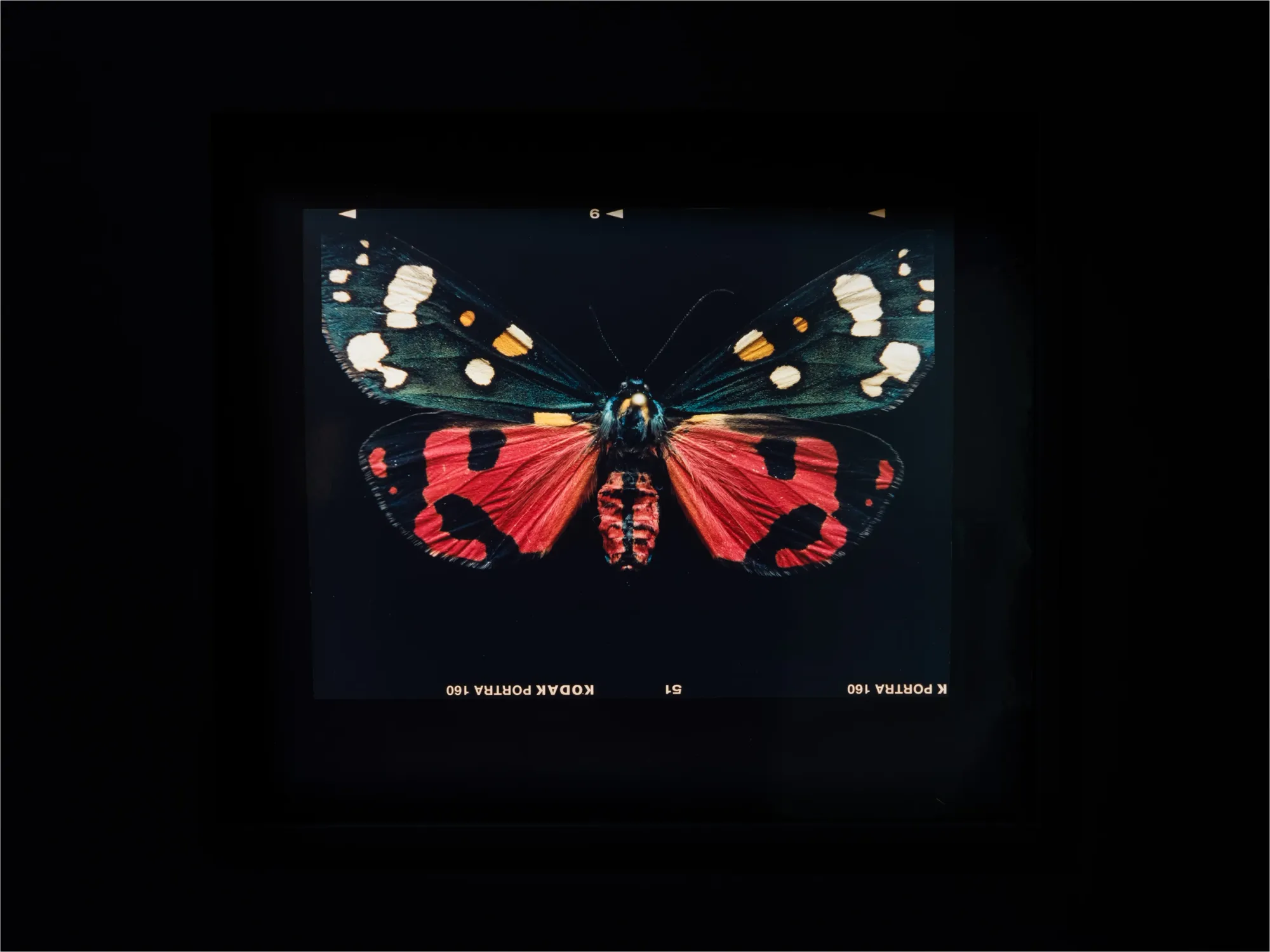 Laurynas Skeisgiela, Liump! Fitness?, Vartai Gallery, Vilnius, 2026, backlit analogue C-print of red and teal tiger moth with white spots