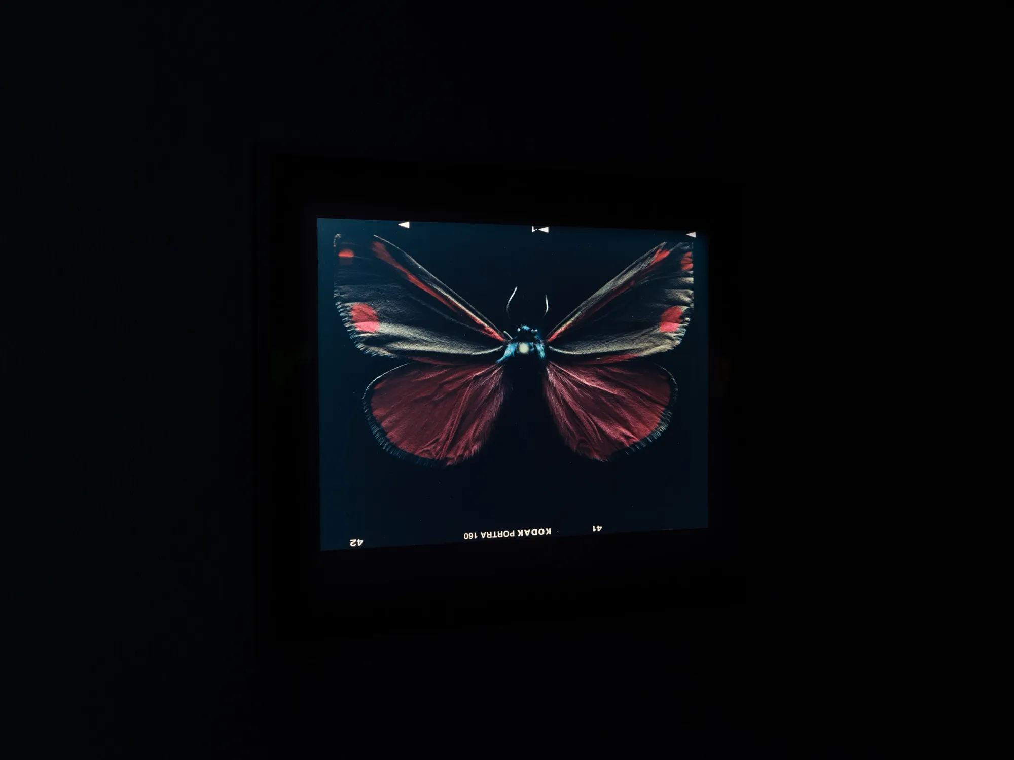 Laurynas Skeisgiela, Liump! Fitness?, Vartai Gallery, Vilnius, 2026, backlit analogue C-print of crimson moth with beige forewings