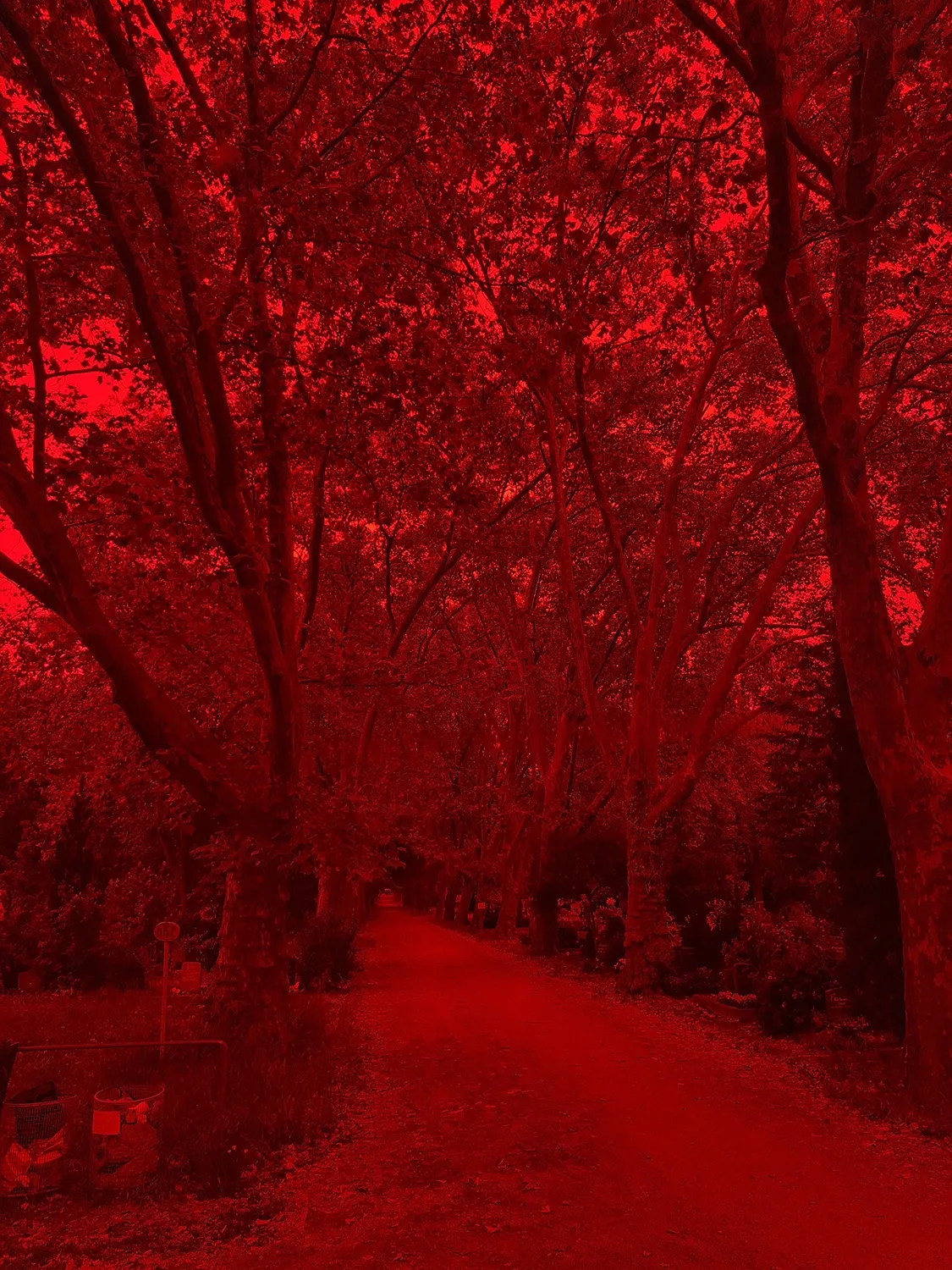 Phantom Pförtnerhaus, Chapter II, Georgen-Parochial Friedhof II, Berlin, 2026, red-tinted view of tree-lined cemetery path