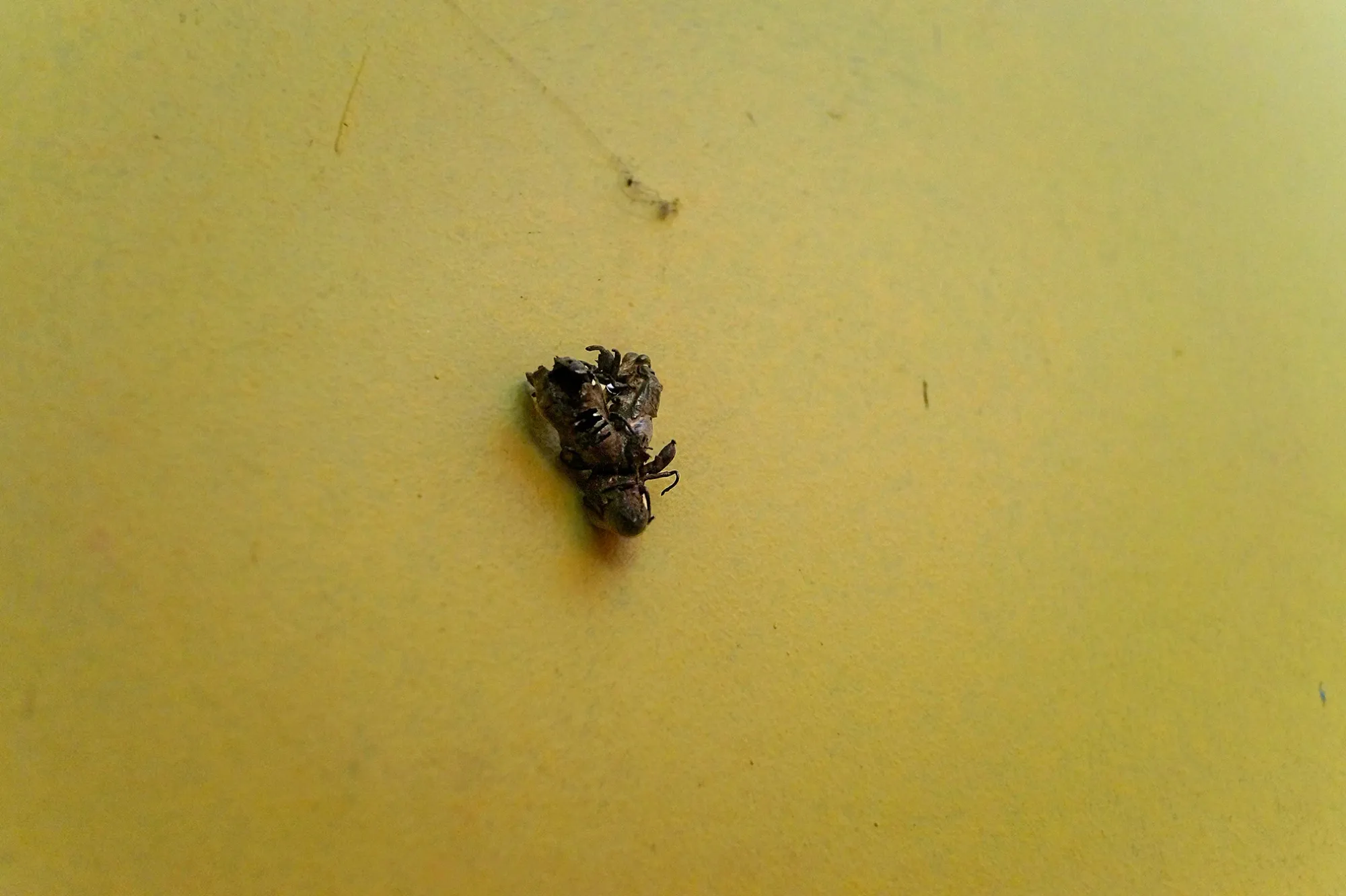 Matilde Sambo, Cantus ab aestu, Phantom Pförtnerhaus, Berlin, 2026, close-up of cicada moult on yellow surface