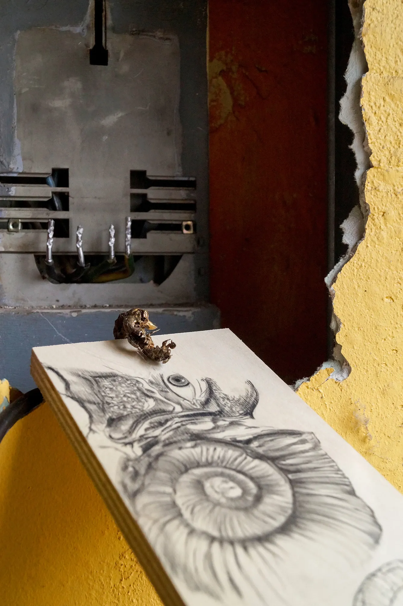 Matilde Sambo, Cantus ab aestu, Phantom Pförtnerhaus, Berlin, 2026, graphite drawing on wood board with cicada moult placed on surface, crumbling wall