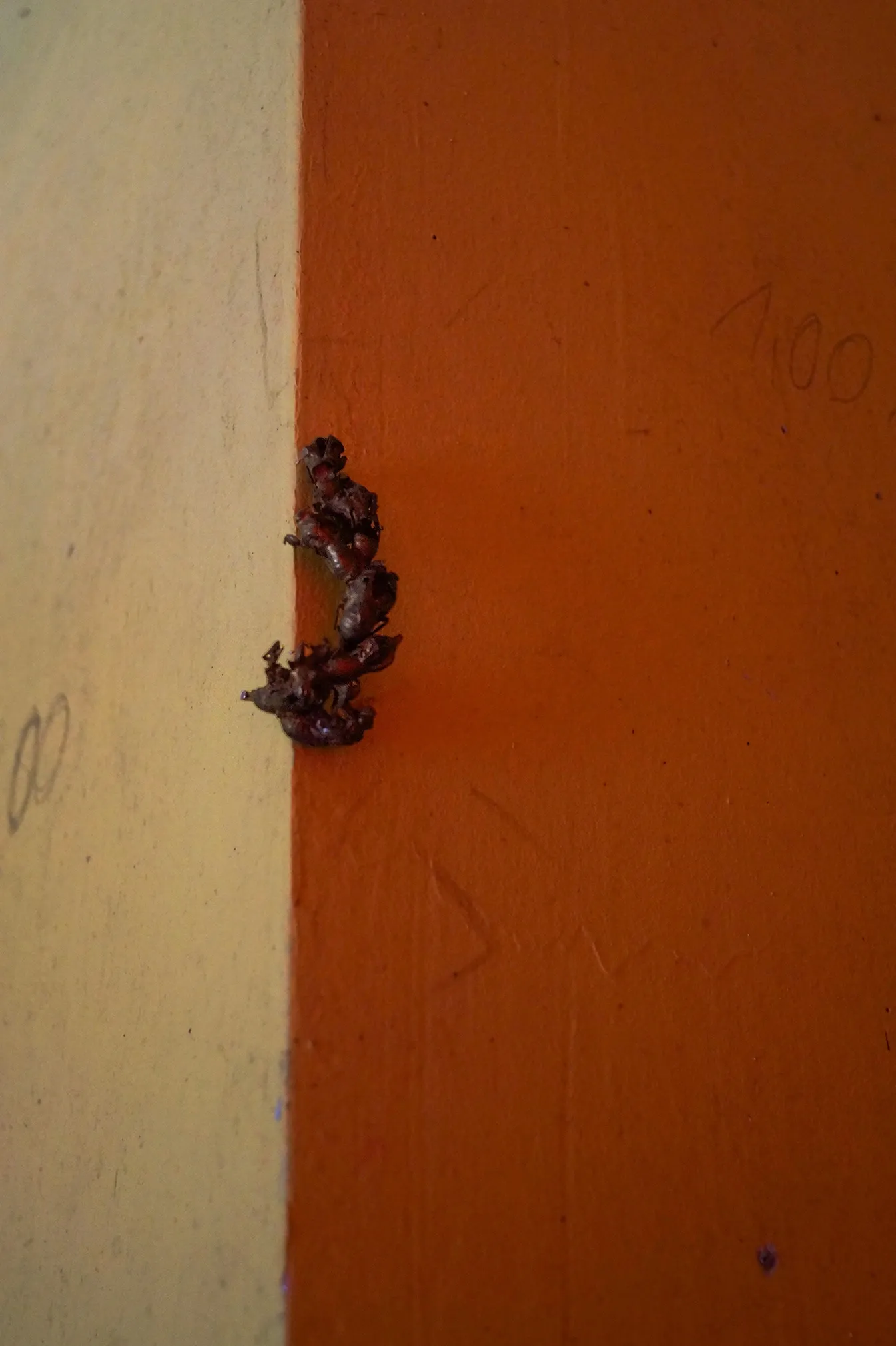 Matilde Sambo, Cantus ab aestu, Phantom Pförtnerhaus, Berlin, 2026, close-up of cicada moult on yellow surface