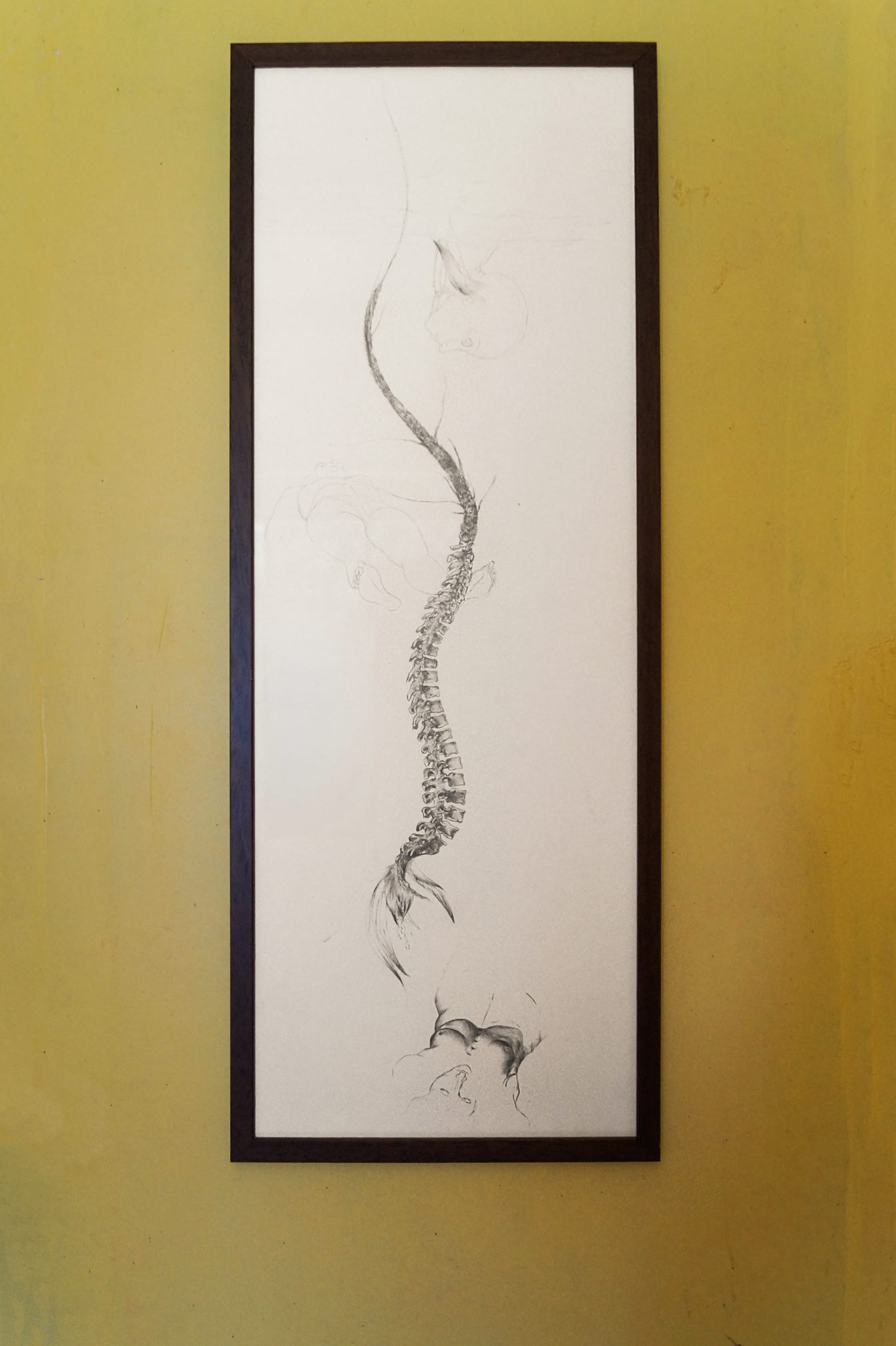 Matilde Sambo, Interstizi e collisioni, Phantom Pförtnerhaus, Berlin, 2026, framed graphite drawing of spine and skeletal forms on yellow ochre wall
