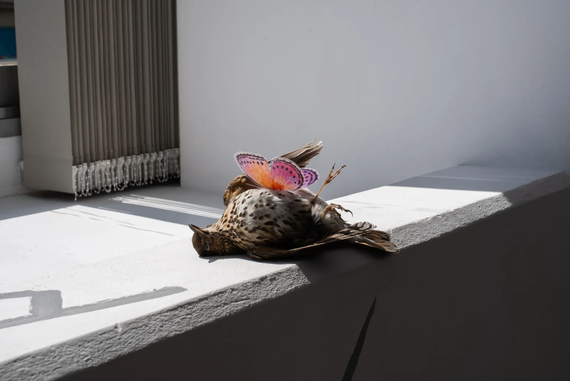 Yeti, taxidermied thrush lying on gallery window sill with colorful printed paper butterfly attached, The Edit Gallery, Limassol, 2026