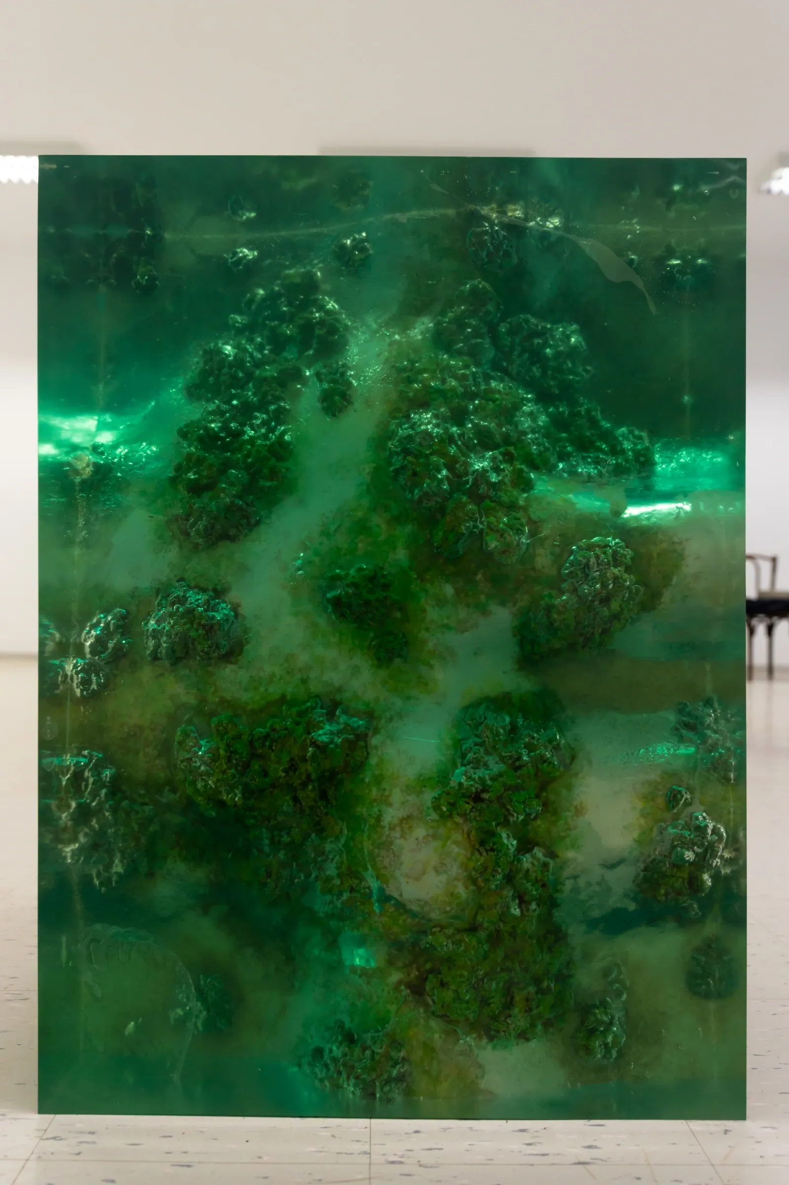 Exhibition review of Ashley Bickerton, large translucent green resin panel with embedded coral-like clusters, gallery installation, Hydra, 2026.