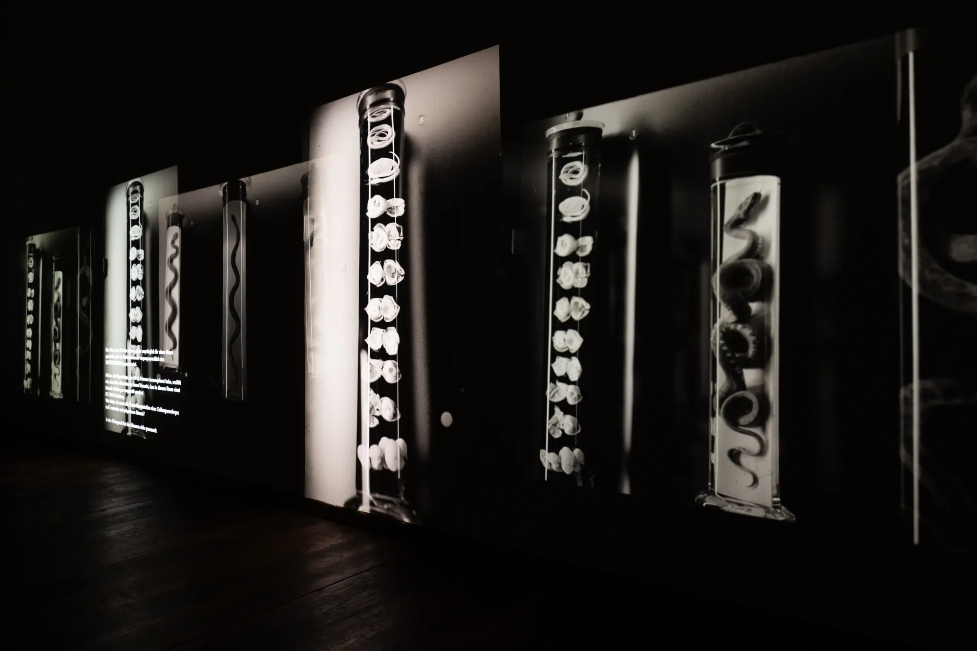Lala Raščić, A Parable for Endings and Beginnings, rotor, Graz, 2026, projected images of specimen jars with snakes and eggs