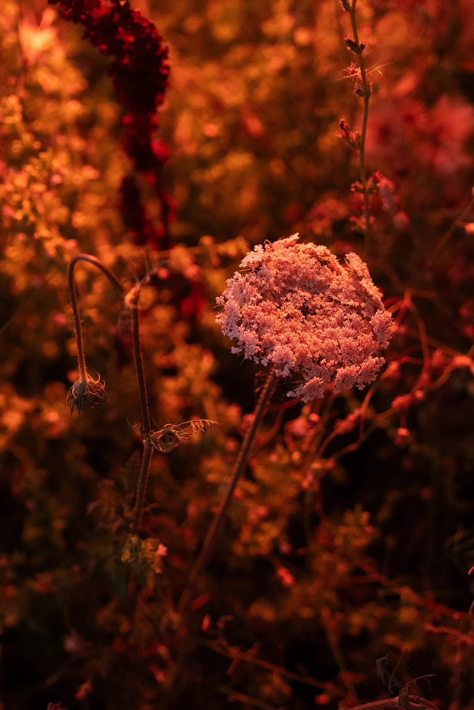 Exhibition review of Elena Adamou: Iconographies at primopiano, Montesilvano, 2026. Close-up of a white wildflower head among dried grasses under warm red light.