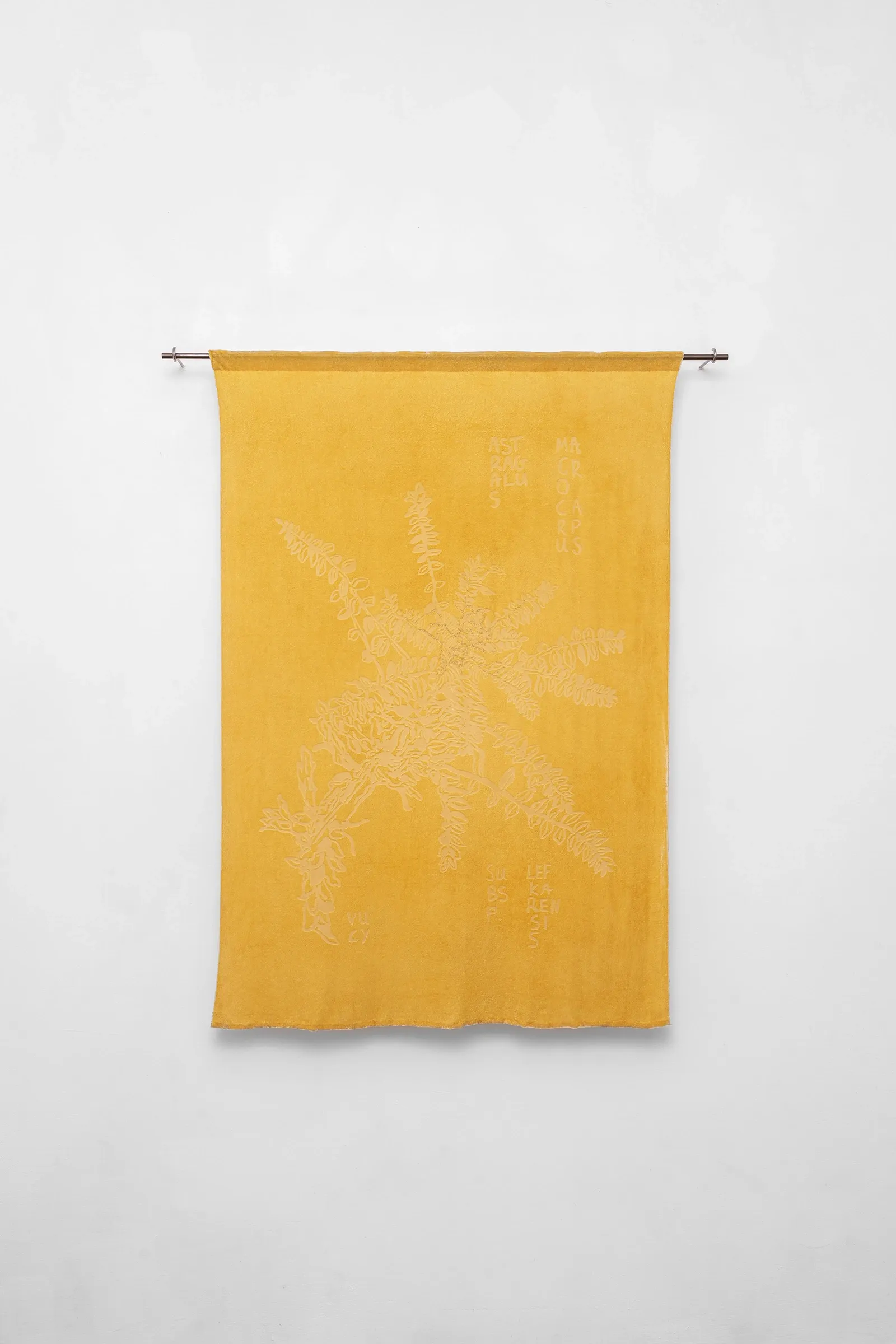 Exhibition review of Elena Adamou: Iconographies at primopiano, Montesilvano, 2026. Golden devoré velvet textile with a burnt-out plant motif of Astragalus macrocarpus.