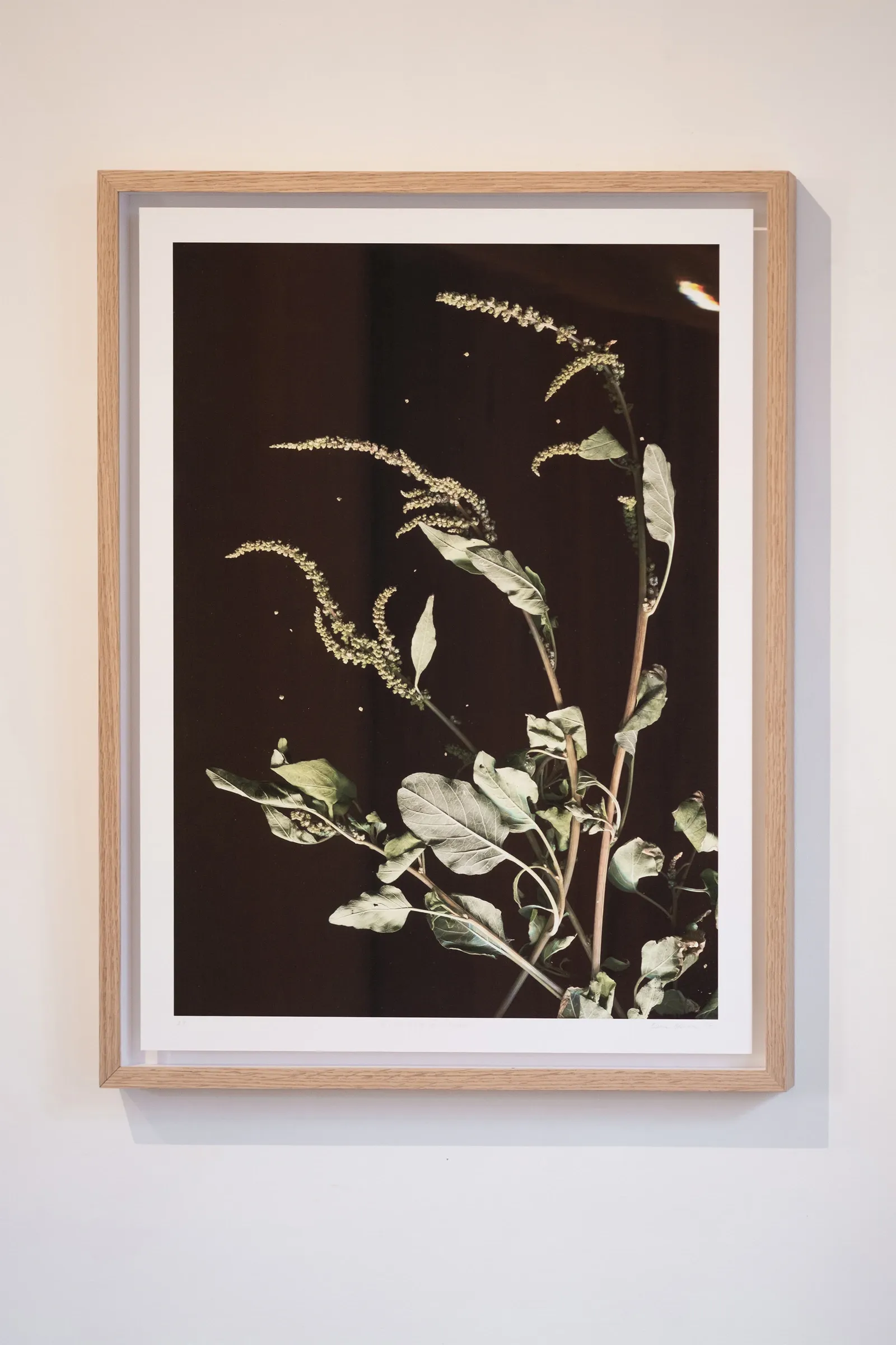 Exhibition review of Elena Adamou: Iconographies at primopiano, Montesilvano, 2026. Framed photograph of a pigweed plant with pale seed spikes against a dark background.