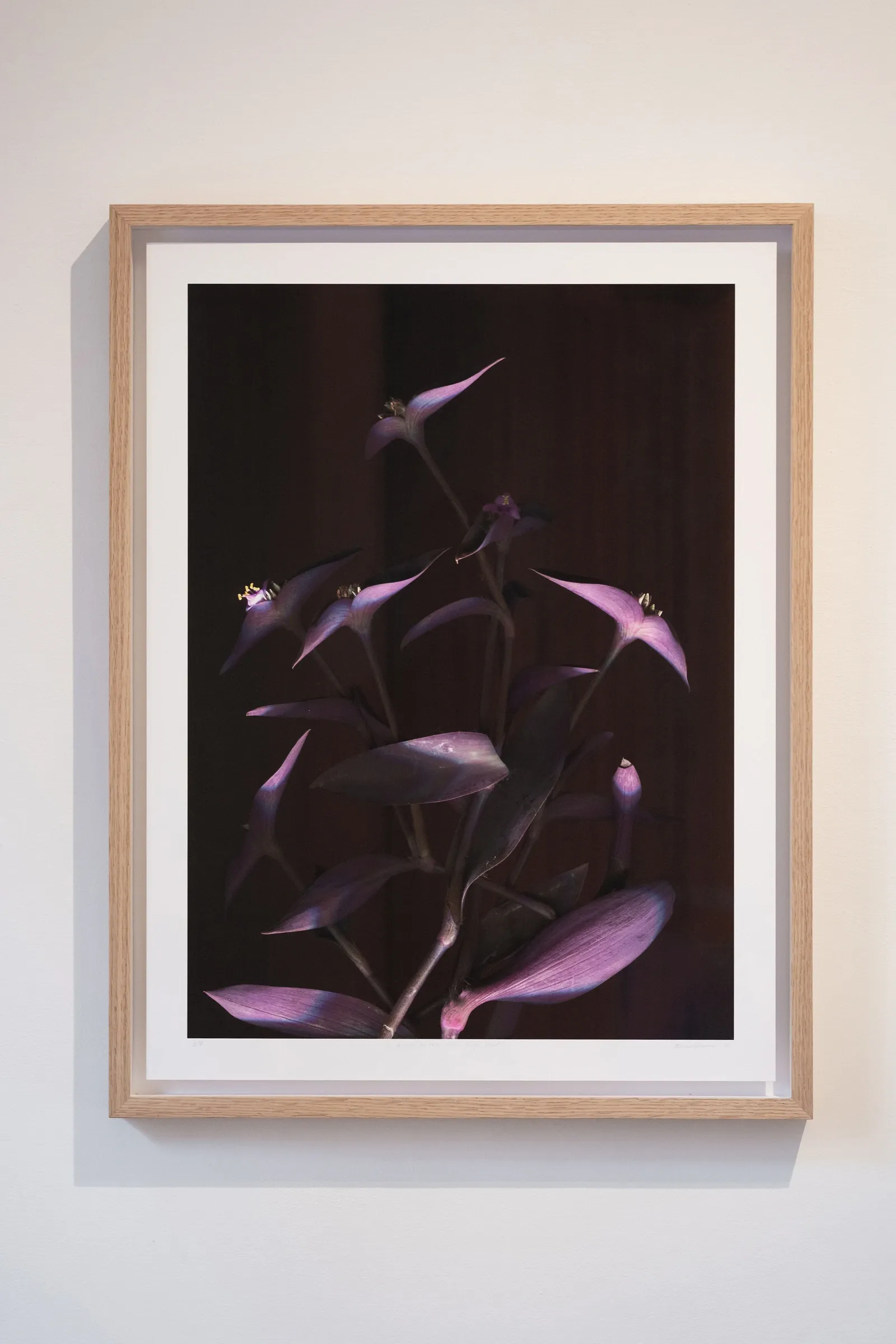 Exhibition review of Elena Adamou: Iconographies at primopiano, Montesilvano, 2026. Framed close-up photograph of a purple-leafed plant against a dark background.
