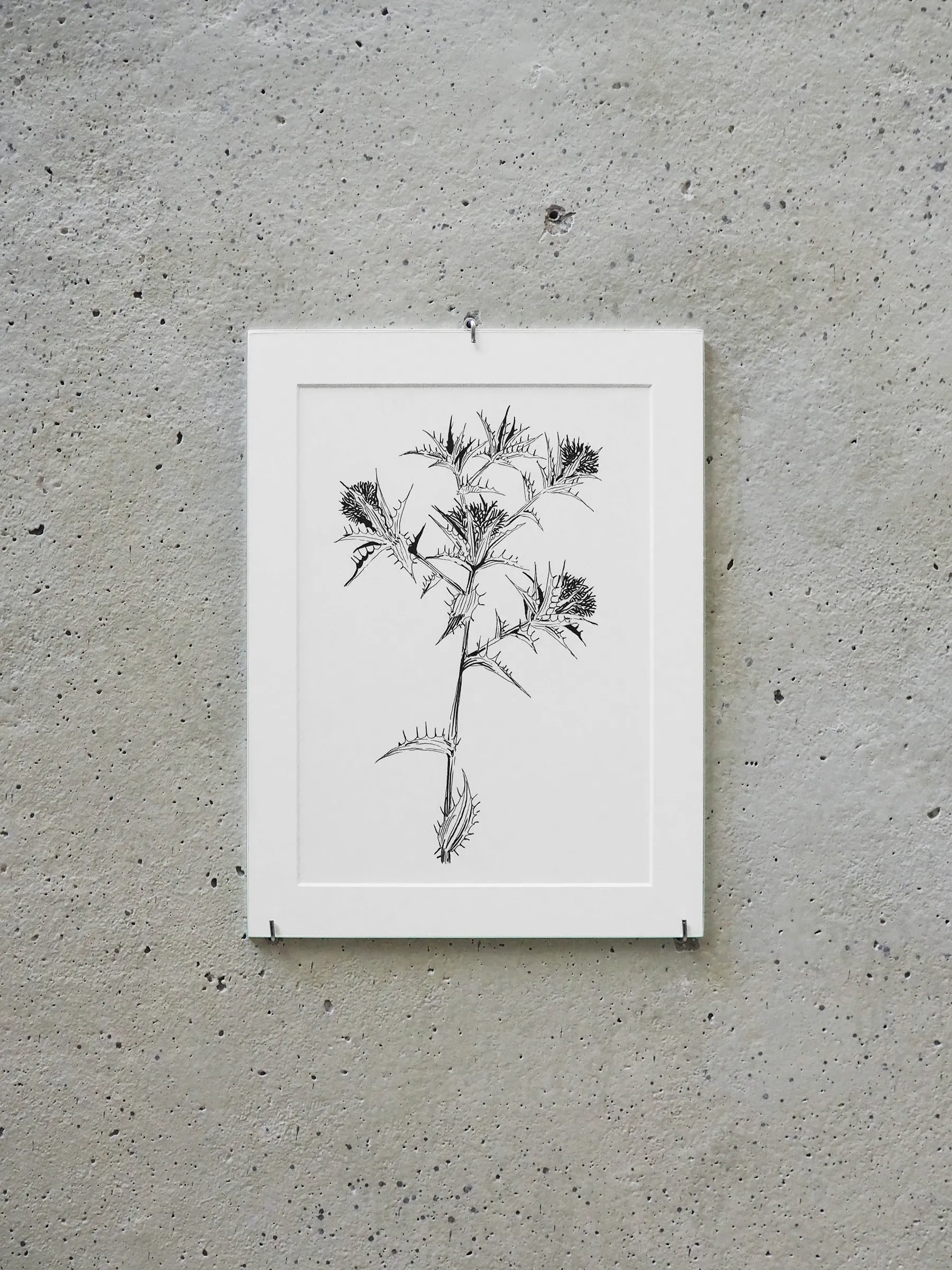 Exhibition review of Marwa Arsanios: Who is Afraid of Ideology? at TAXISPALAIS Kunsthalle Tirol, Innsbruck, 2026. Single framed ink drawing of a thistle plant hung on a raw concrete wall.