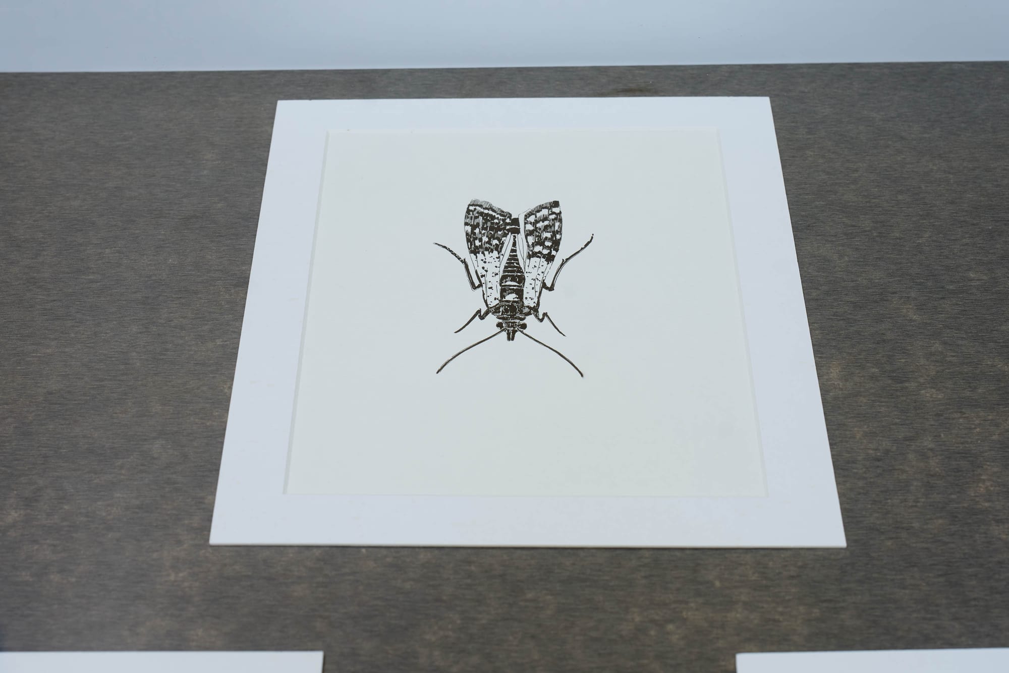 Exhibition review of Marwa Arsanios: Who is Afraid of Ideology? at TAXISPALAIS Kunsthalle Tirol, Innsbruck, 2026. Glass vitrine table with rows of framed black and white plant and insect ink drawings