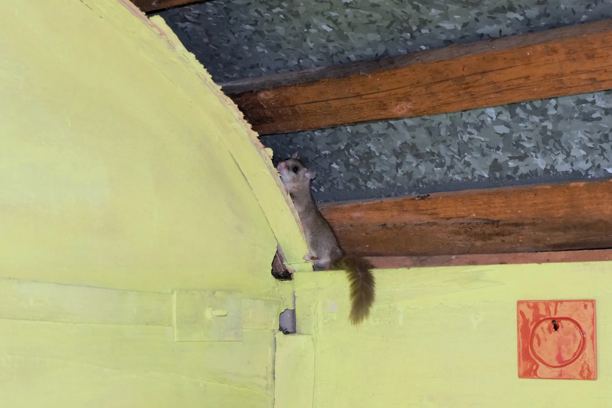 catapult contemporary Exhibition review of Tsvetomira Borisova: A Hot Day at lo3eto, Vetren dol, 2026. A small dormouse climbing a wooden roof beam above the yellow-green interior wall.