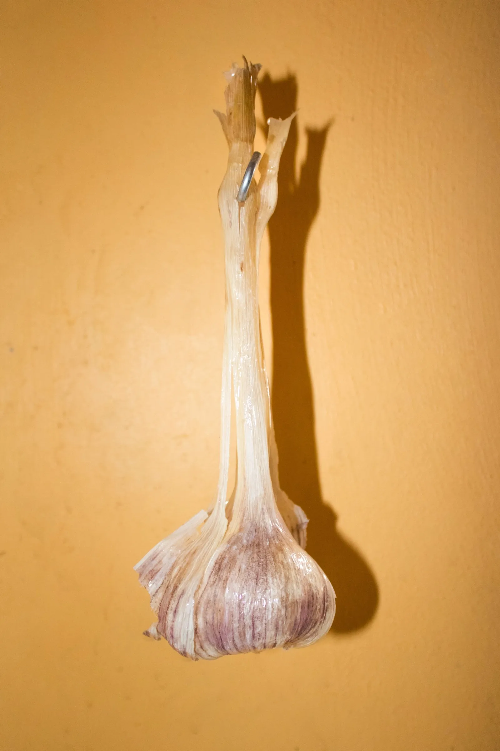 Aubrey&nbsp;Theobald&nbsp;and&nbsp;Kristina&nbsp;Popov,&nbsp;Phantom&nbsp;Pförtnerhaus&nbsp;Chapter&nbsp;3,&nbsp;Berlin,&nbsp;2026.&nbsp;Dried&nbsp;garlic&nbsp;bulb&nbsp;pinned&nbsp;to&nbsp;an&nbsp;ochre&nbsp;wall&nbsp;and&nbsp;casting&nbsp;a&nbsp;sharp&nbsp;shadow.