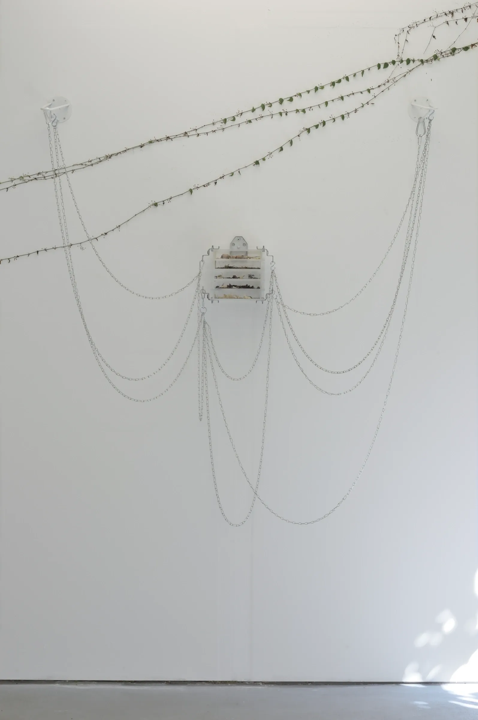Exhibition review of Gabriel Alonso: A Long Chemical Dream at ATM Galería, Gijón, 2026. Thin vine along a white wall above a small box hung from chains.