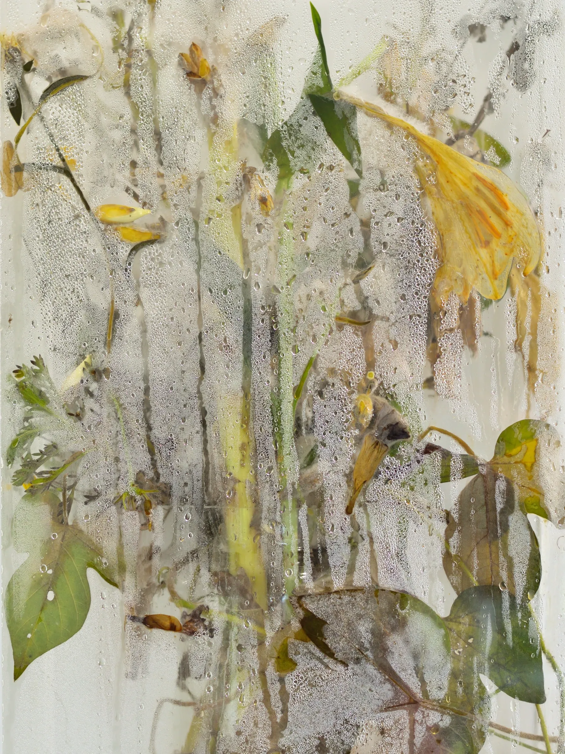 Exhibition review of Gabriel Alonso: A Long Chemical Dream at ATM Galería, Gijón, 2026. Close-up of yellow flowers and green leaves behind beaded, clouded acrylic.