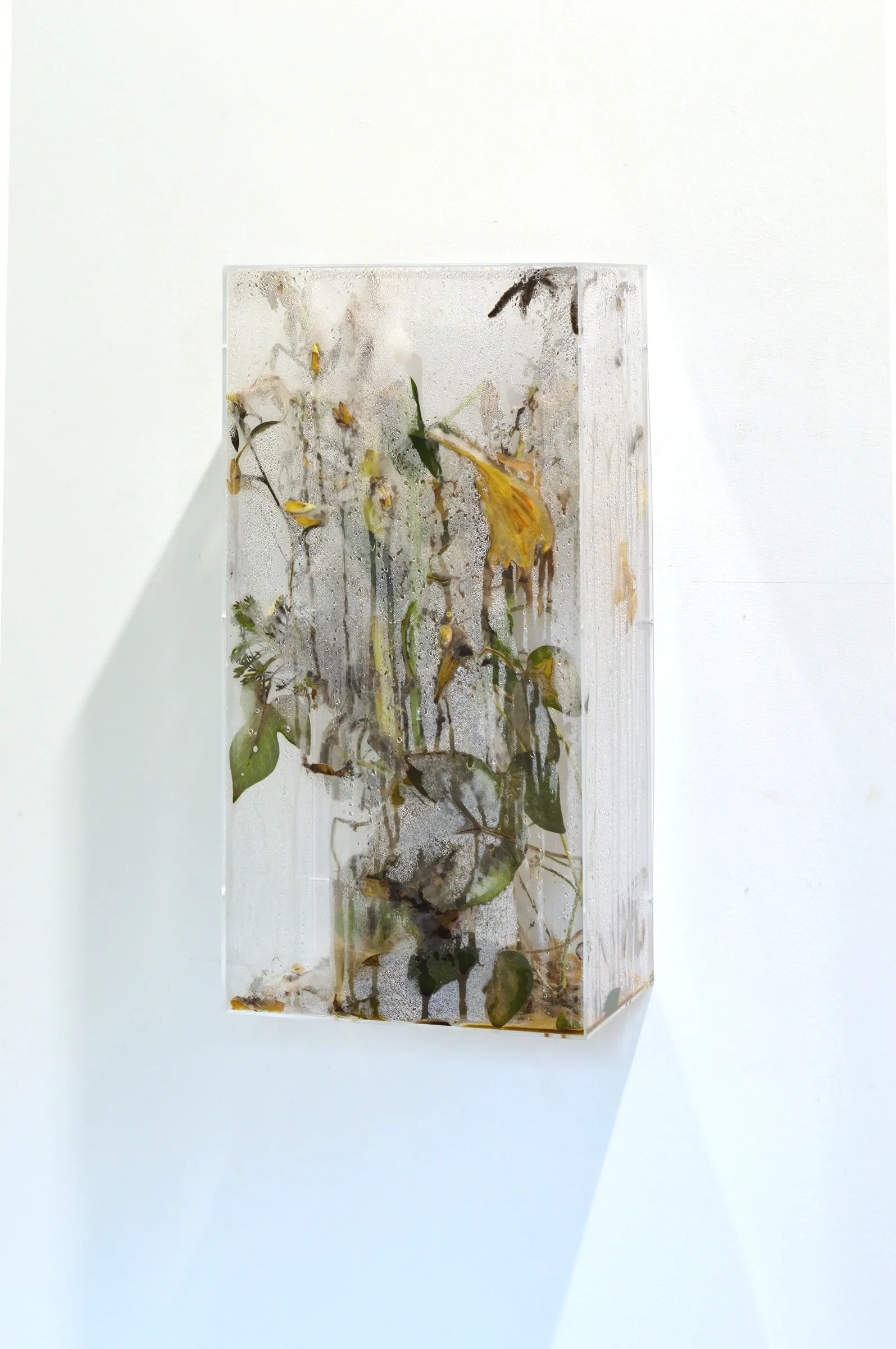 Exhibition review of Gabriel Alonso: A Long Chemical Dream at ATM Galería, Gijón, 2026. Wall-mounted acrylic box filled with dark leaves and yellow flowers.