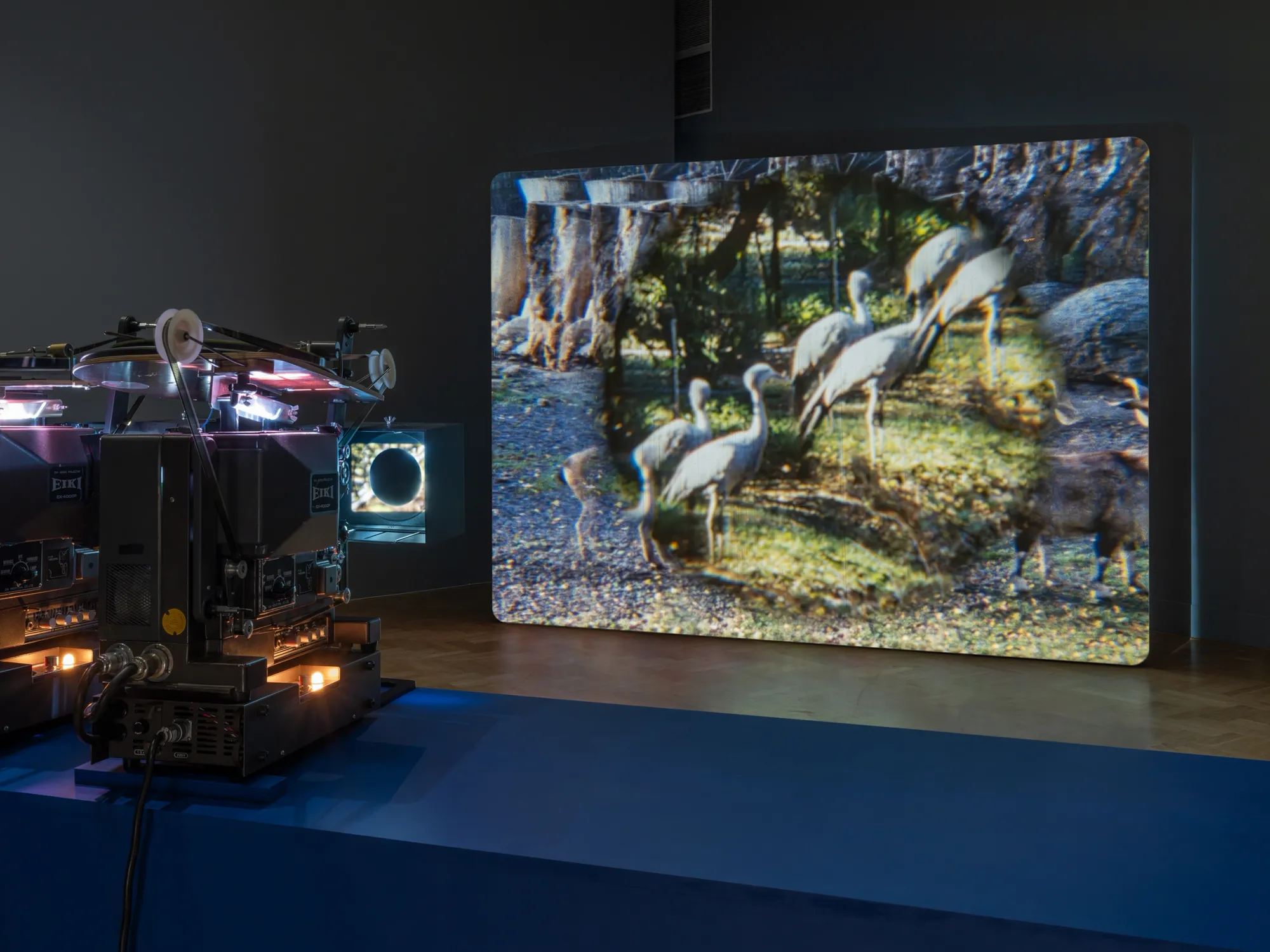 ALT: João Maria Gusmão, Zachęta, Warsaw: projection of long-legged birds in a circular mask beside a projector with two reels on a blue plinth.