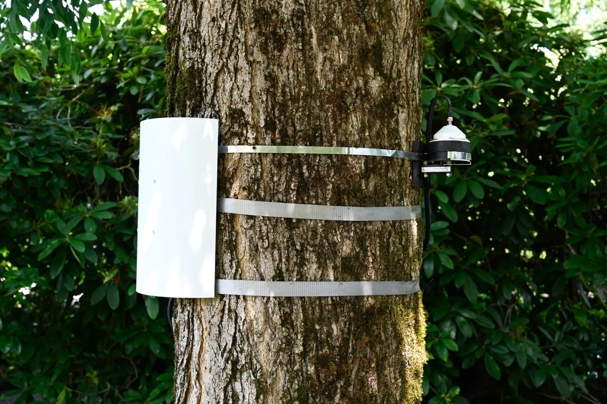 Artist Profile Feature: KiefferWoodtli, Arboreal Serenade, 2025. White sensor housing strapped to a tree trunk with metal bands.