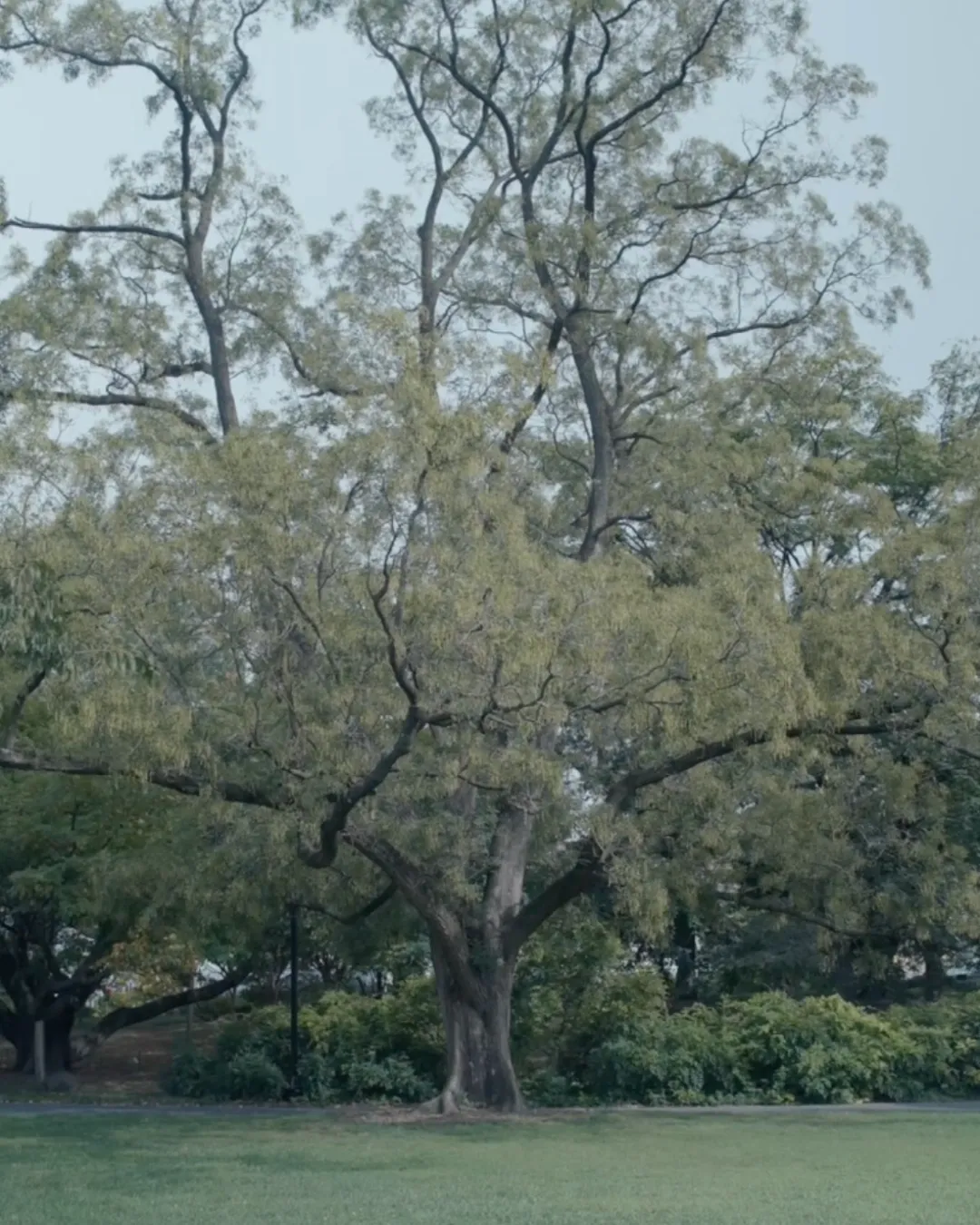 Artist Profile Feature: KiefferWoodtli, Arboreal Severance, New York, 2025. A tall Japanese Pagoda Tree with a wide crown on a lawn.