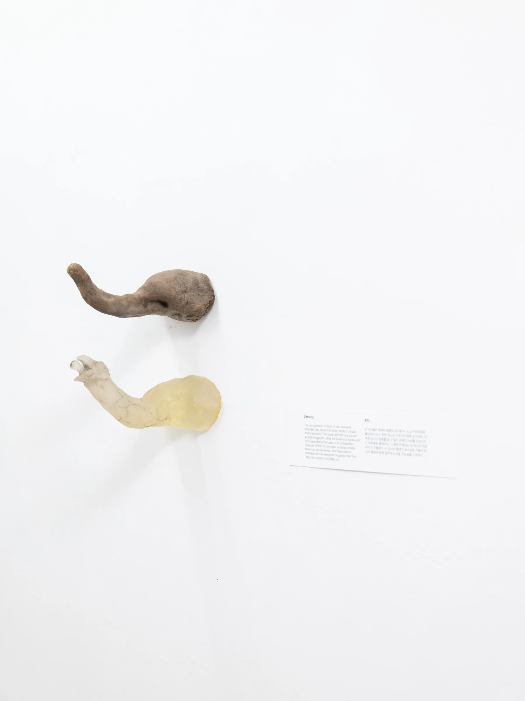 Yasy Bachurina, Studiya, Seoul: Two limb-like forms on a white wall, one dark brown wood, one translucent yellow resin.