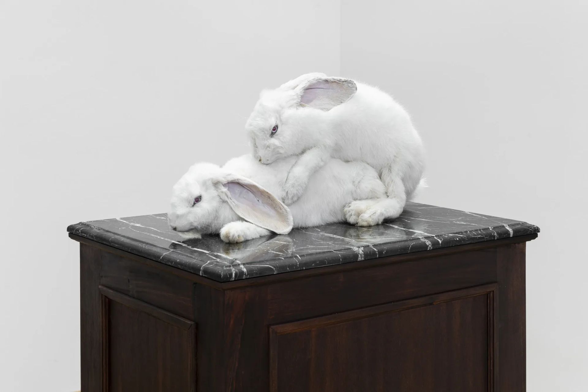 Tudor Ciurescu, VUNU Vienna,  taxidermy rabbits on marble surface atop dark wooden cabinet in elegia exhibition at vunu vienna
