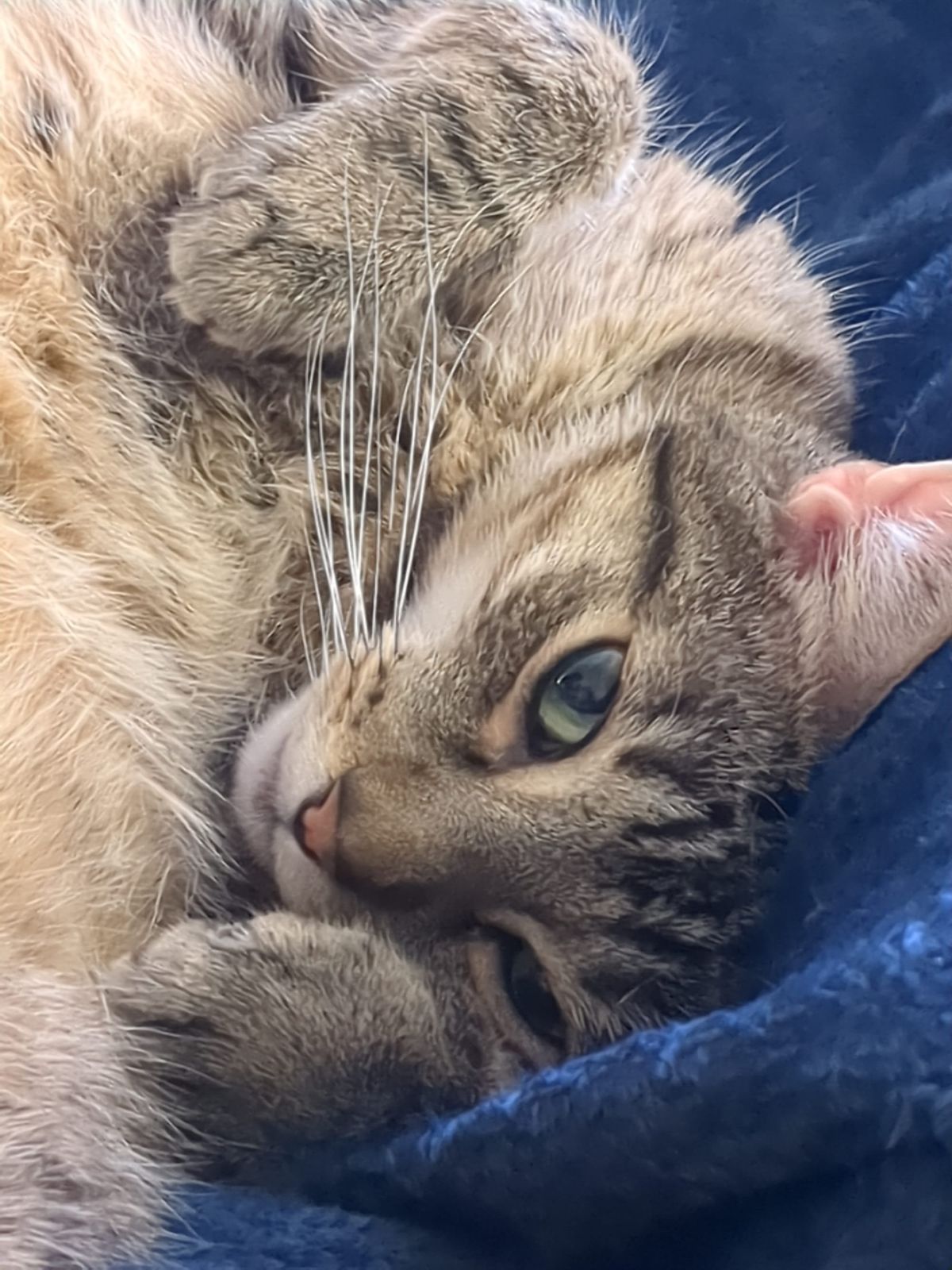 New Site Category: Hobby Quick Starts!