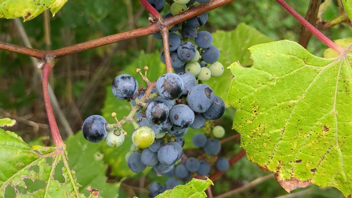 Quick start: Foraging