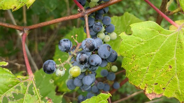 Quick start: Foraging