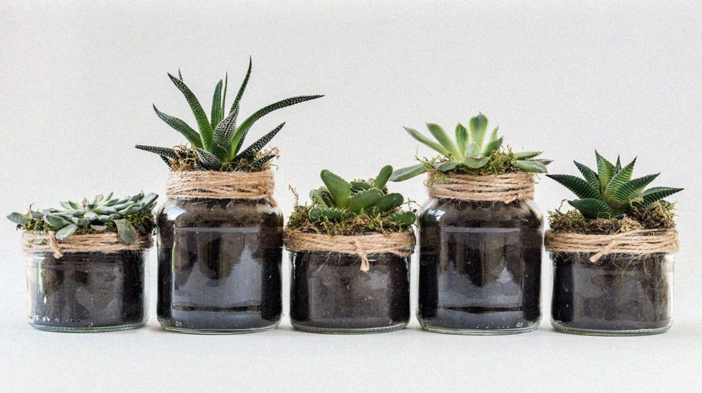 a collection of succulents in jars with dirt and twine