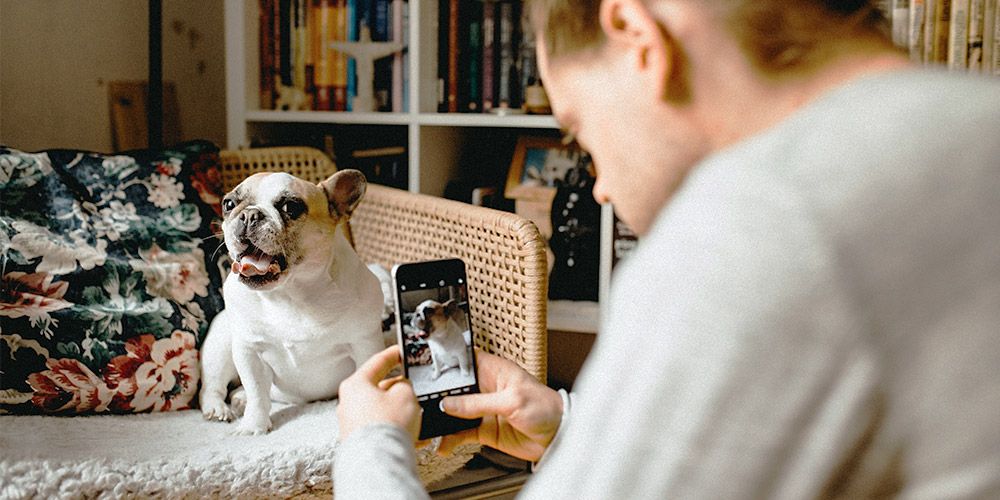person taking an iphone photo of a french bulldog