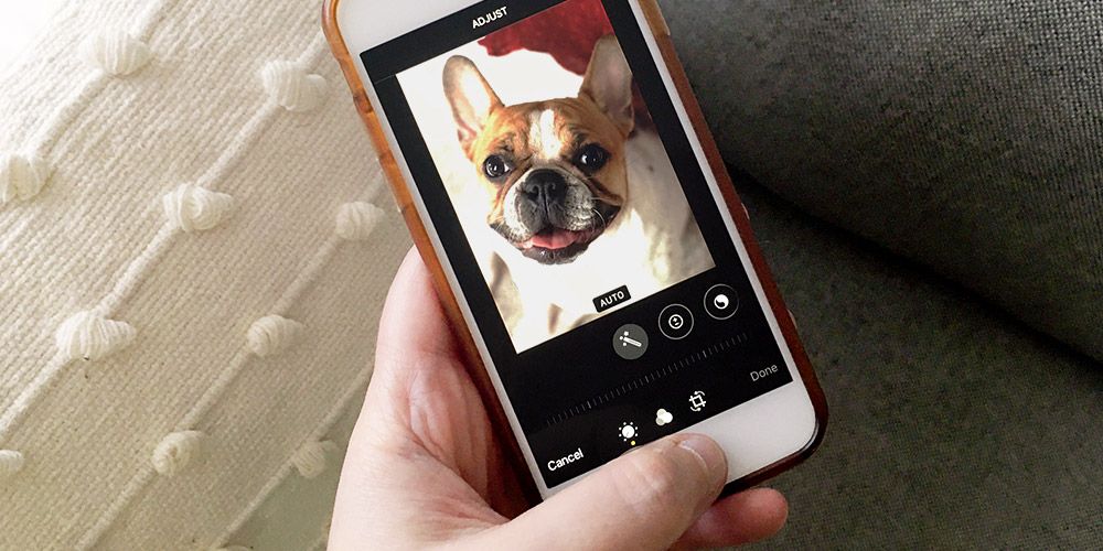person editing photo of french bulldog on iphone