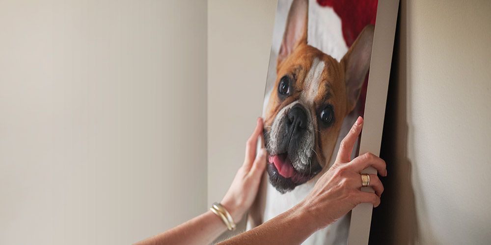 woman hanging up canvas print of french bulldog on wall