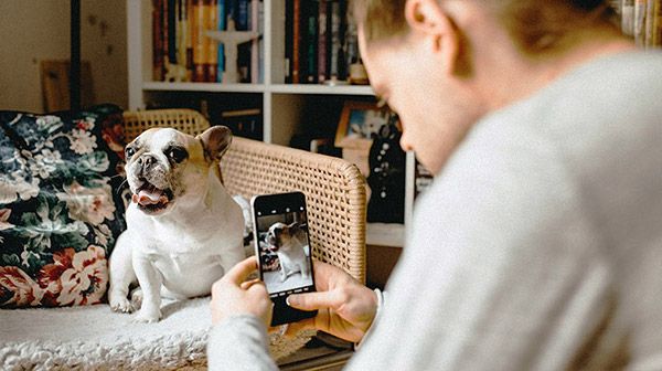 4 Tips for Creating Amazing Pet Canvas Art article hero