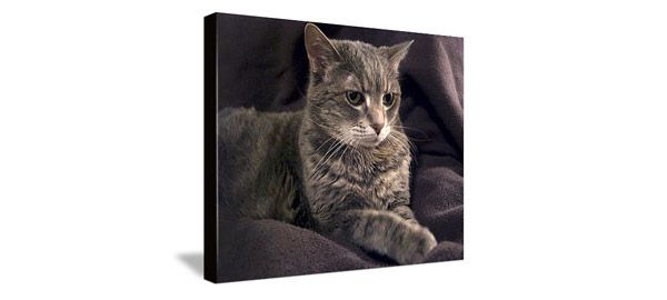 canvas of grey tabby cat sitting on brown blanket